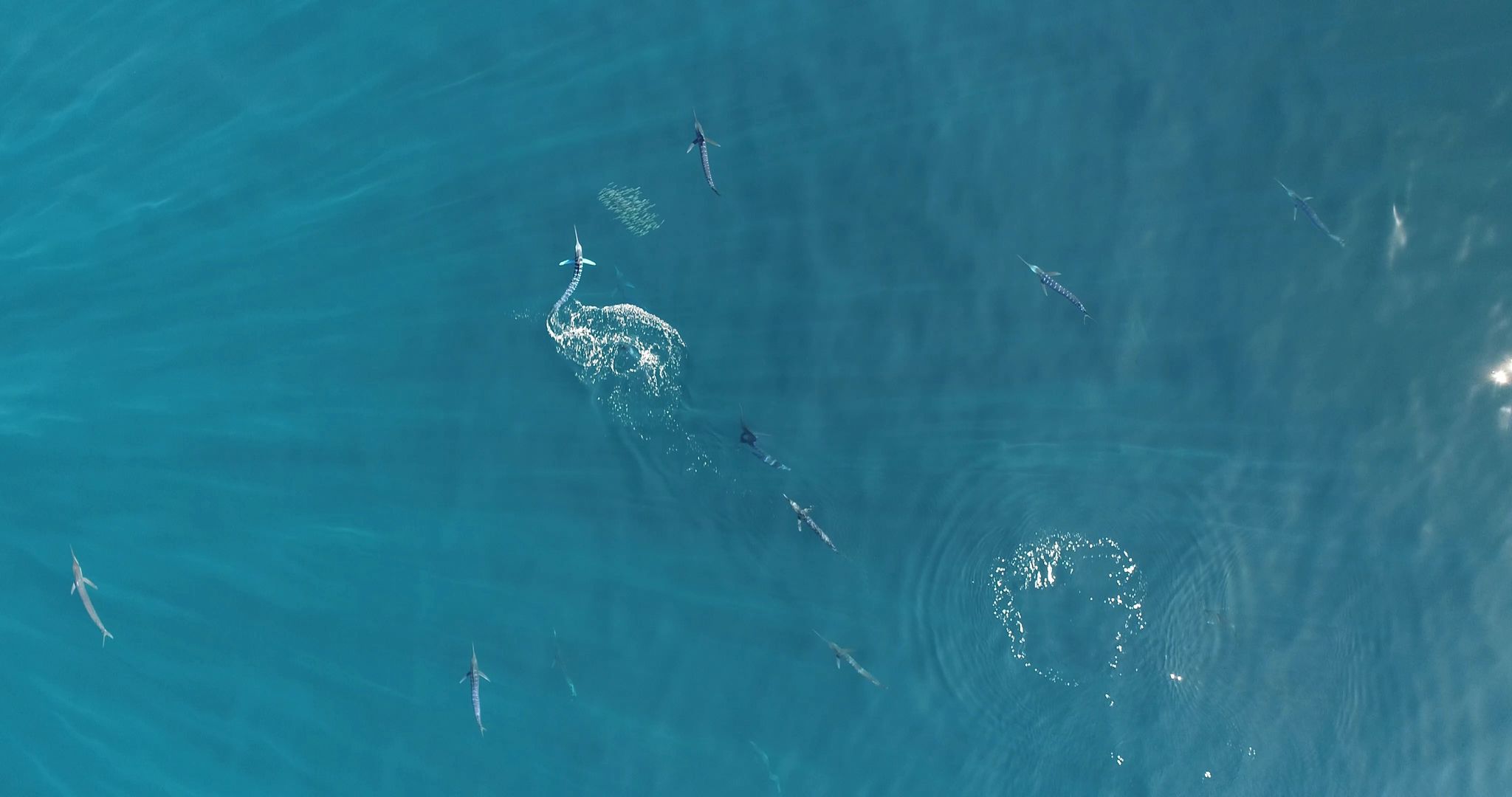 Raubfisch kommuniziert bei Jagd über Farbwechsel