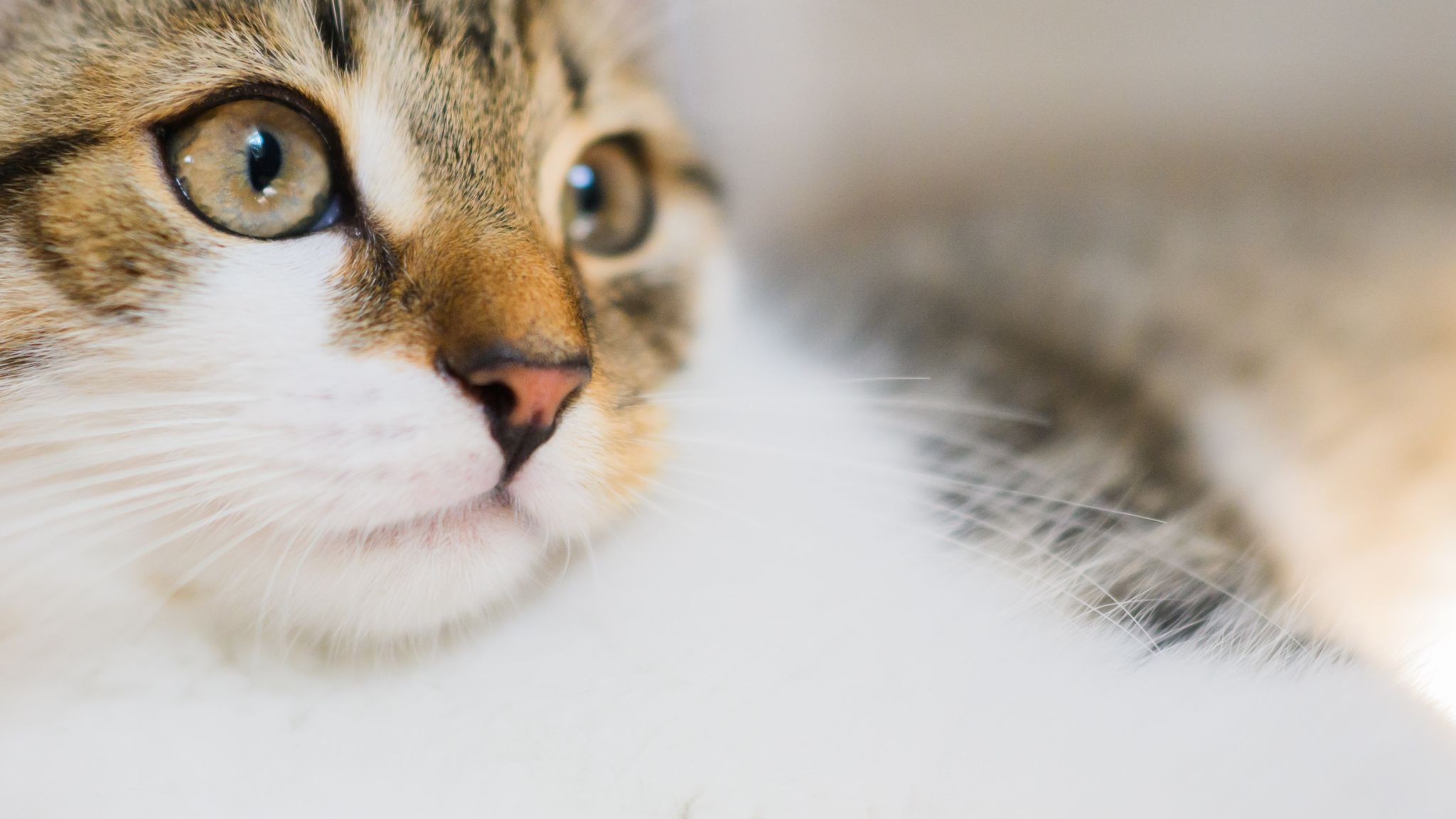 Ist meine Katze noch normal?