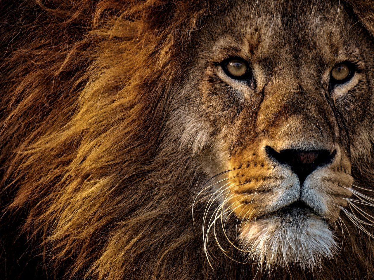 Im Zoo: Löwe tötet Mann in Gehege