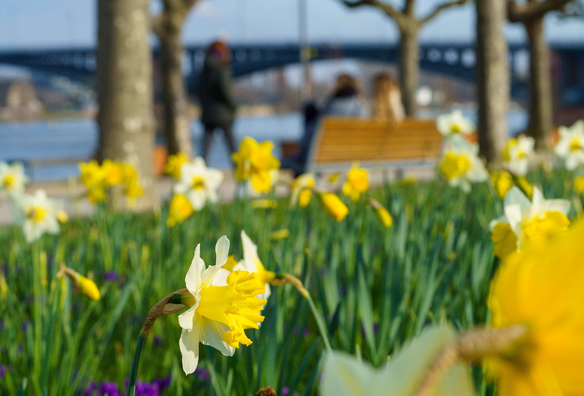 Milder aber bewölkter Frühlingsanfang erwartet