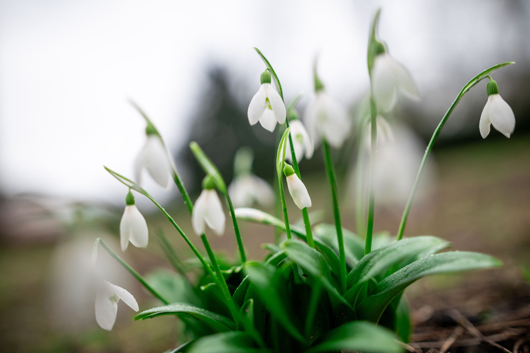 Ungewöhnlich warme Tage im Februar – Rekorde in Sicht!