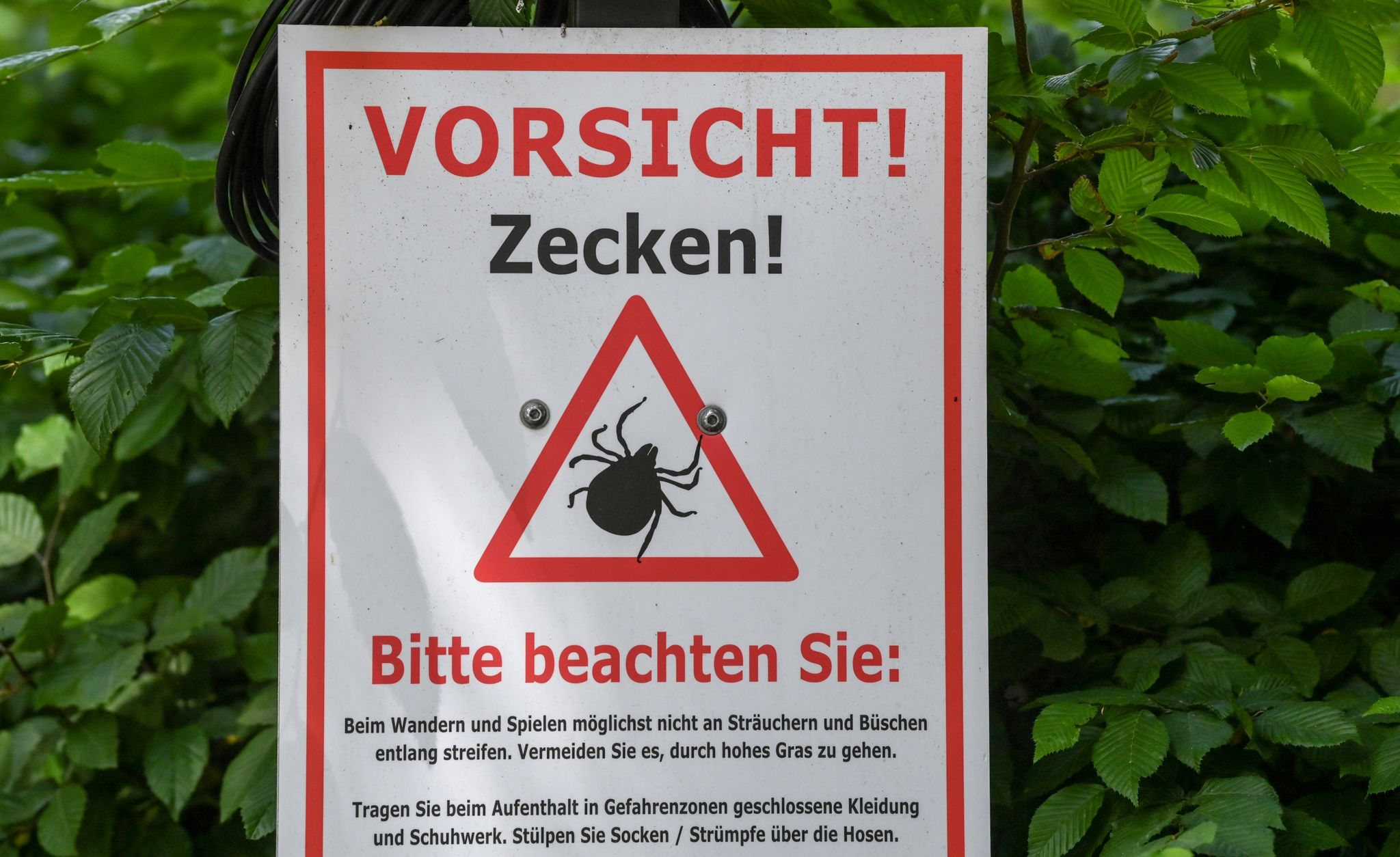 Gefahr durch Zecken – Zwei neue Risikogebiete ausgewiesen