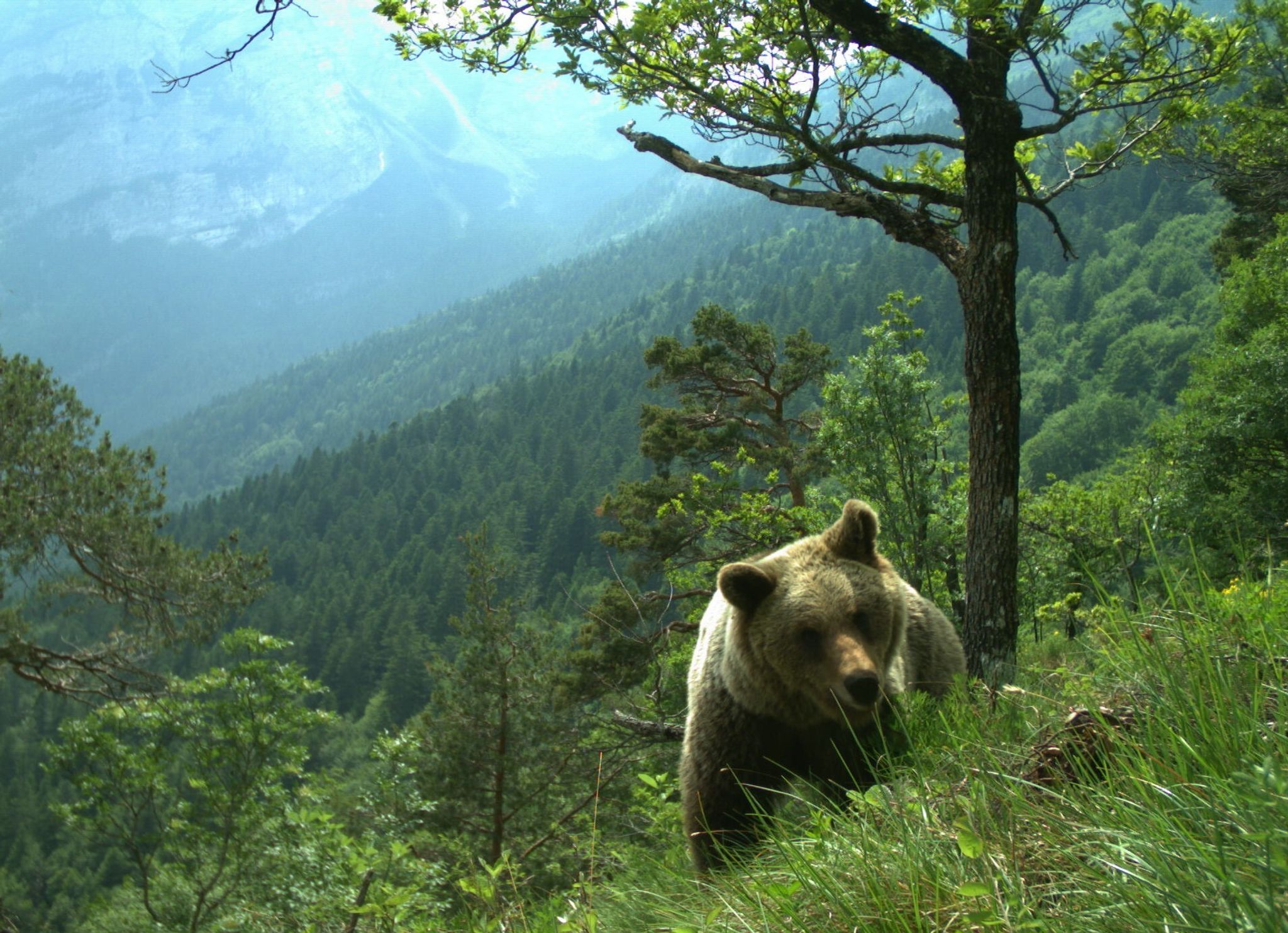 Abschießen? Kein Ende im Streit um Bären im Trentino