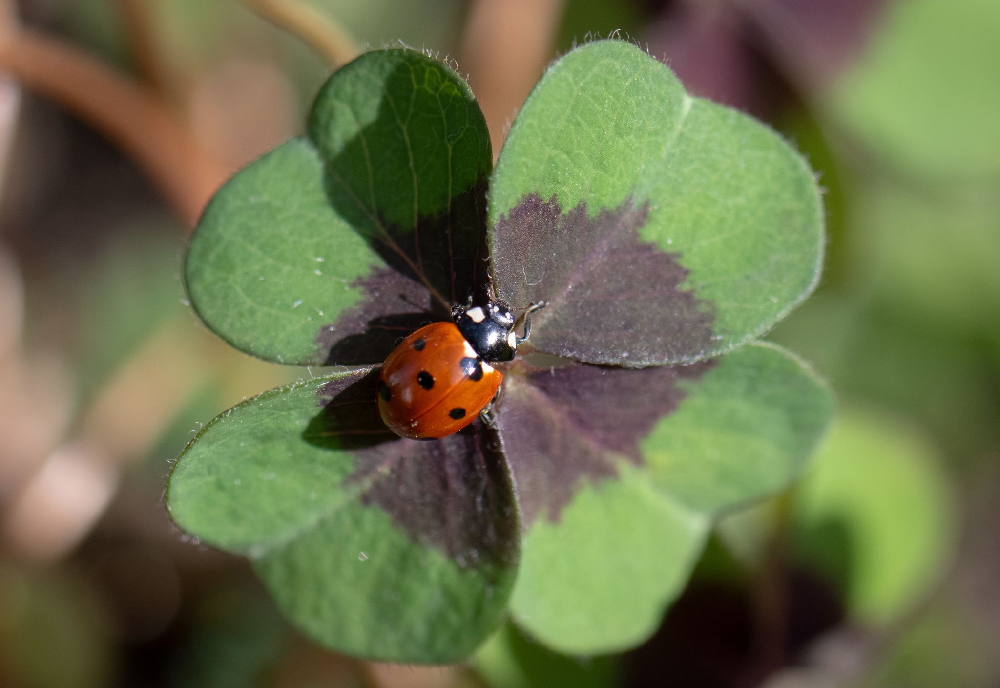 Frühlingshafter Start ins Wochenende erwartet