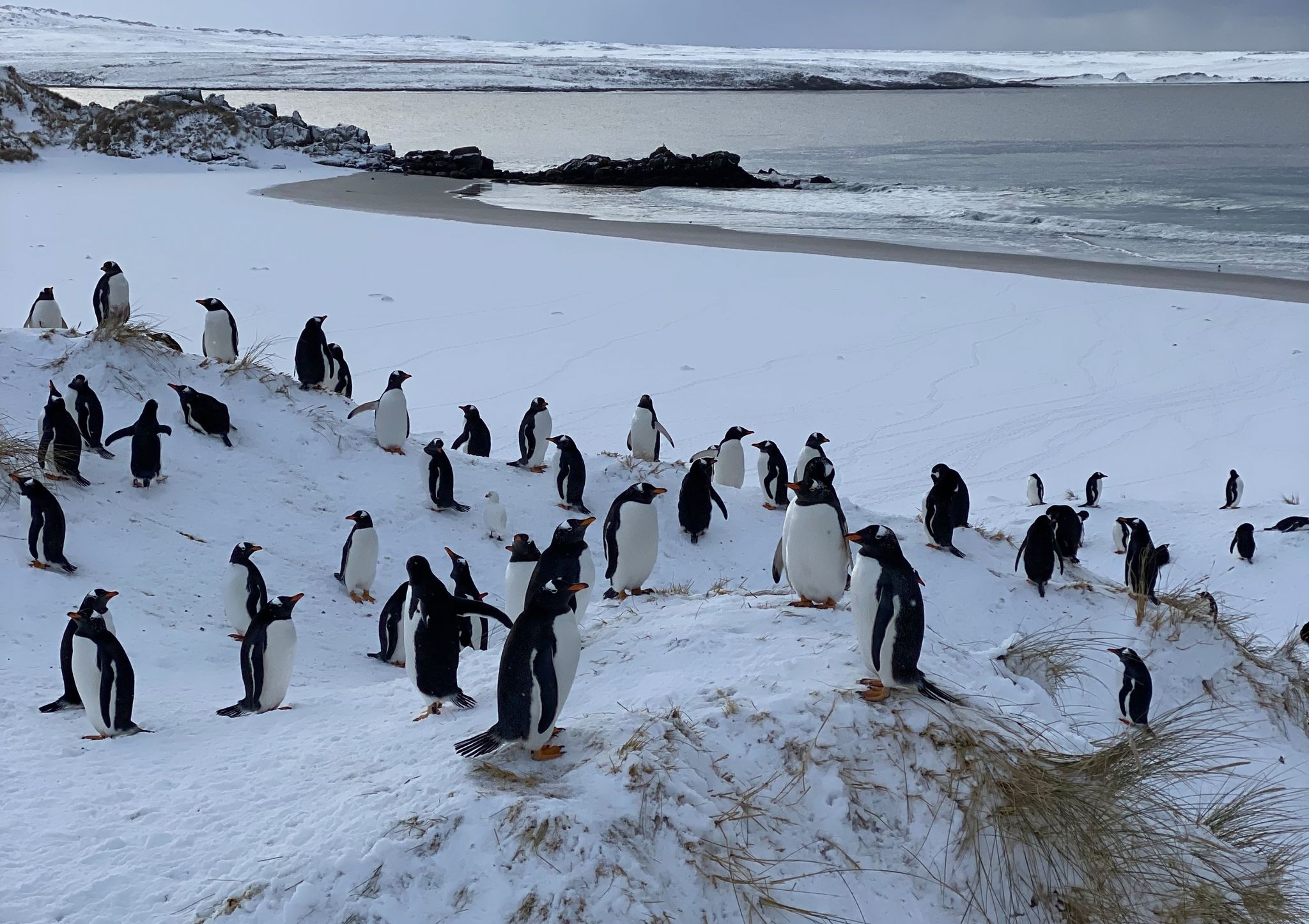 Vogelgrippe erreicht erstmals das antarktische Festland
