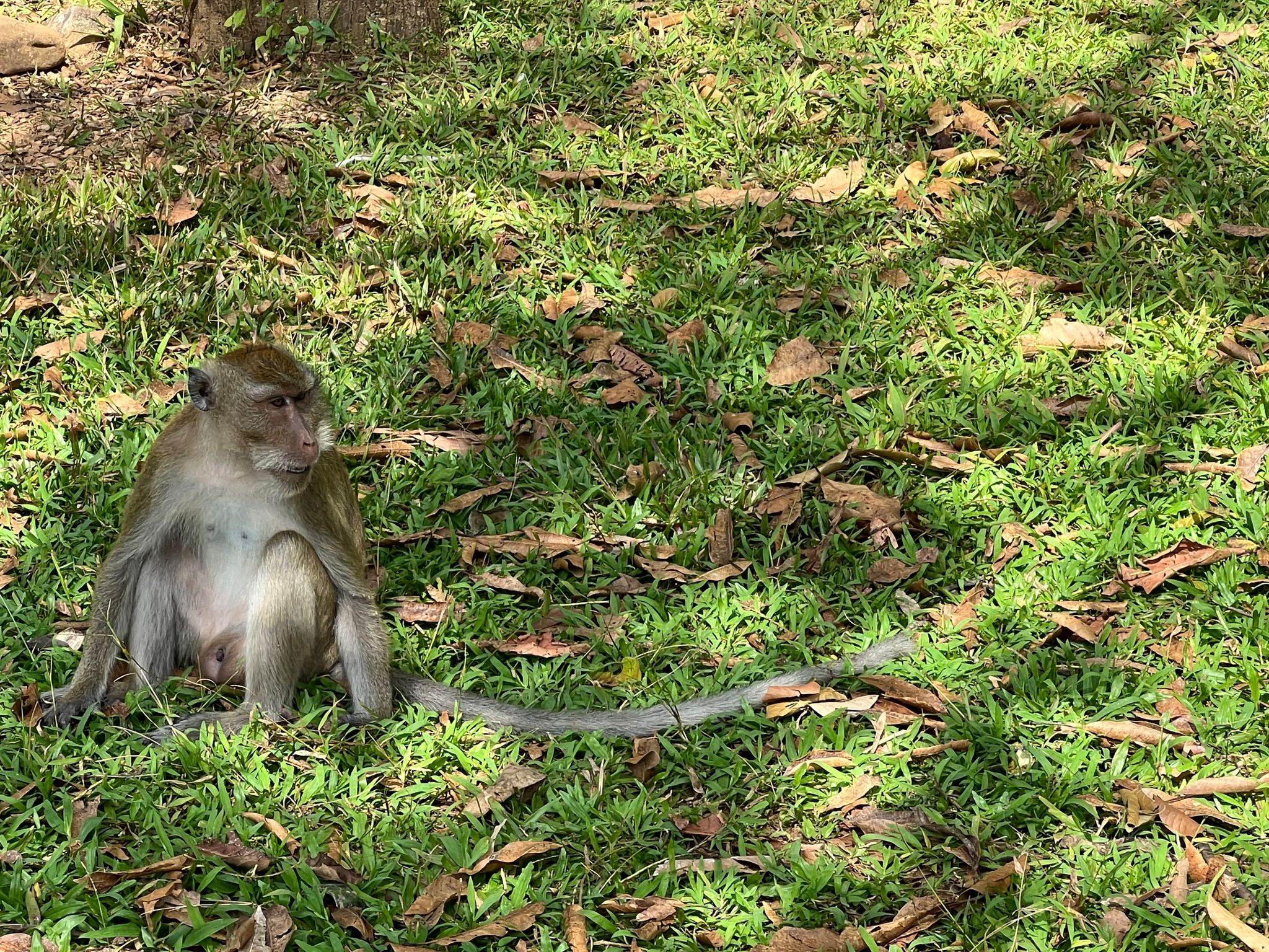 Polizeieinheit gegen aggressive Affen in Thailand