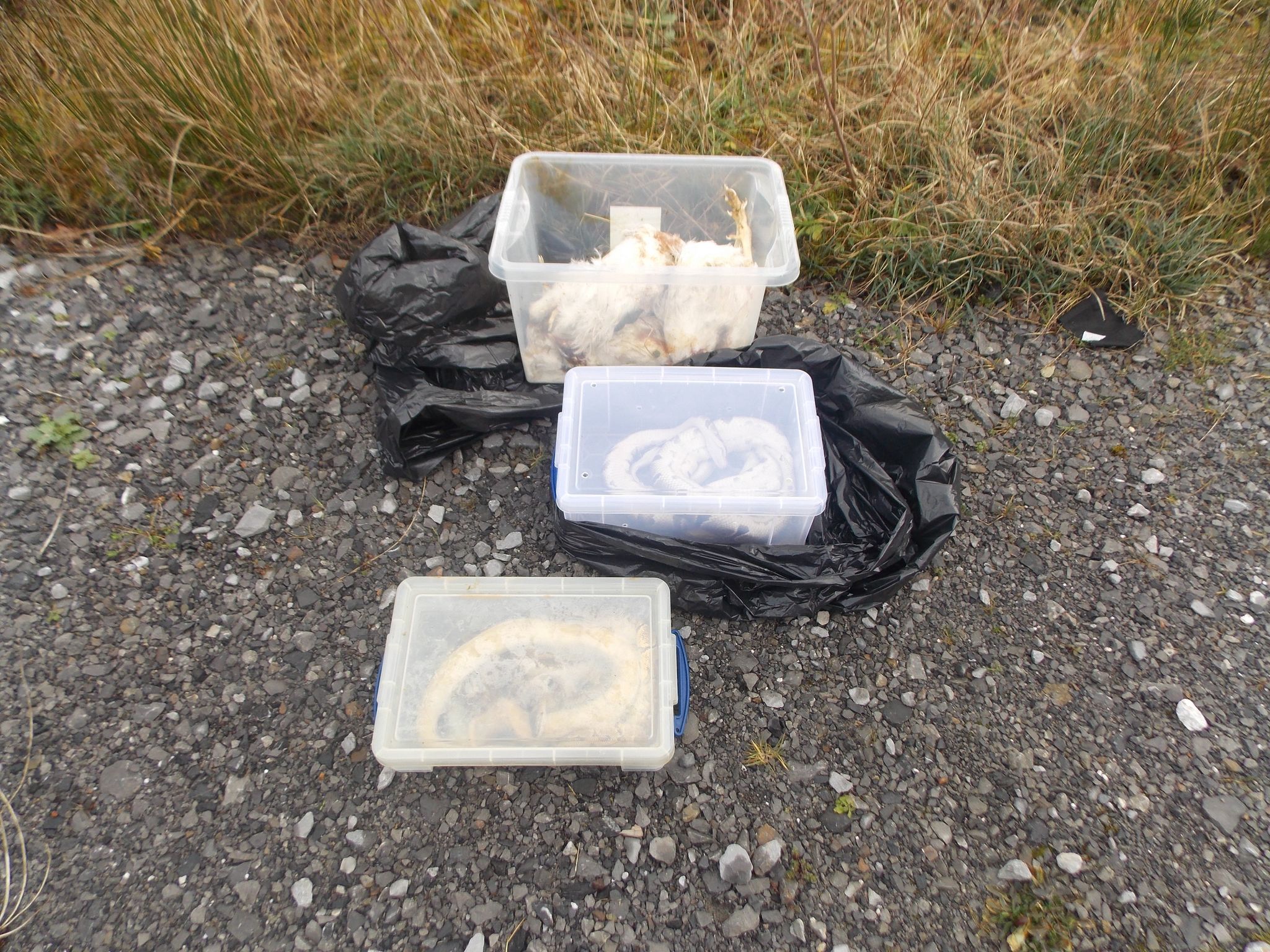 27 tote Schlangen an Straßenrand in Wales entdeckt