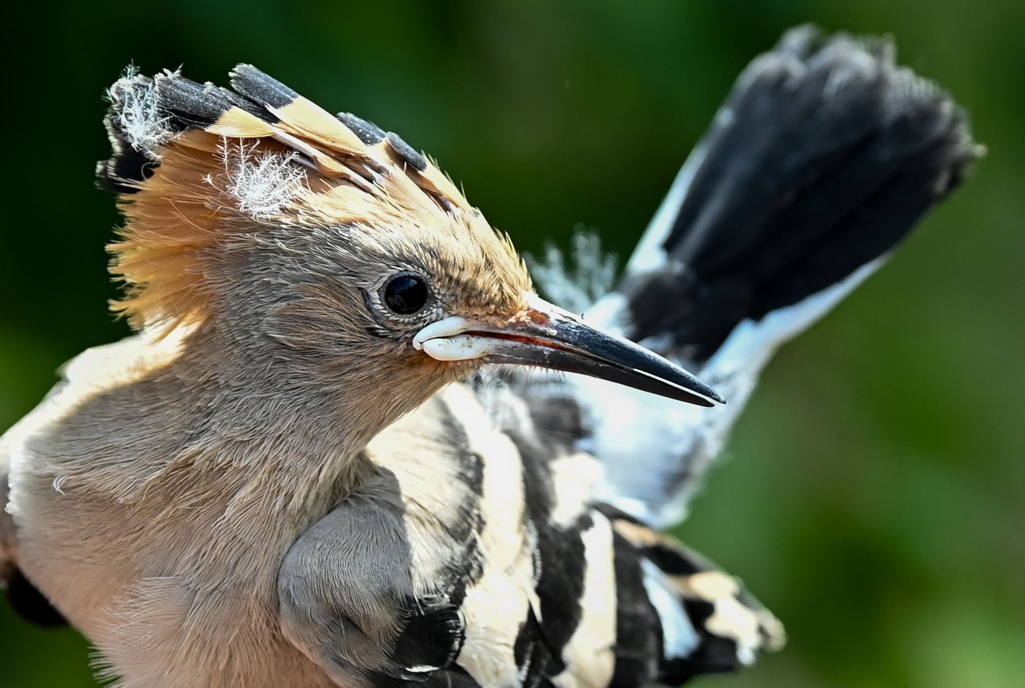 Kainismus: Wiedehopf verfüttert Küken an Geschwister