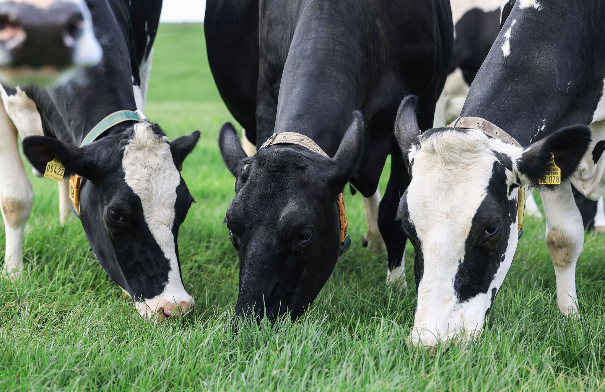 Grasfütterung für Kühe macht Milchproduktion nachhaltiger