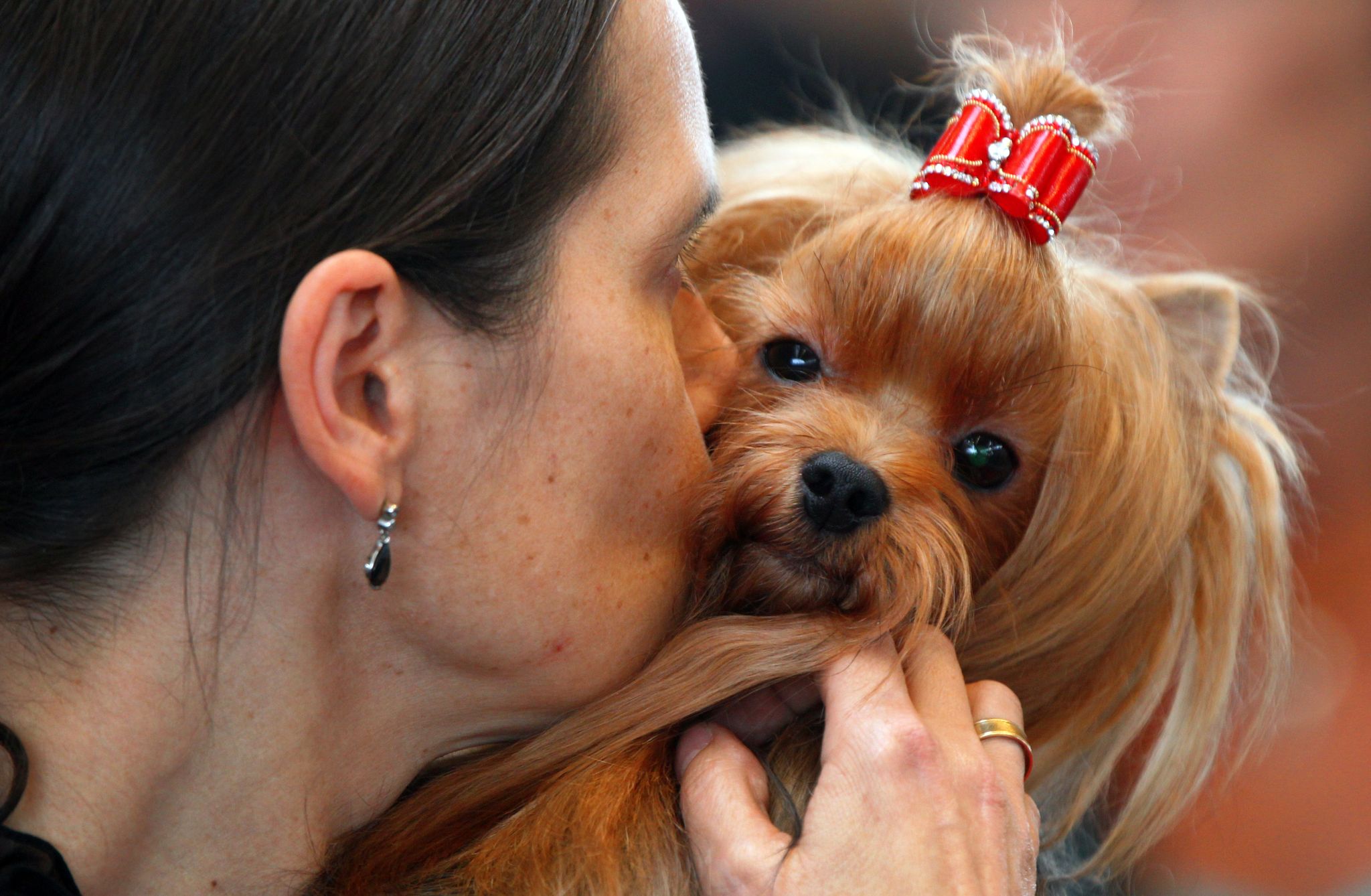 Analyse von Videos: Hundeverhalten wird oft missverstanden