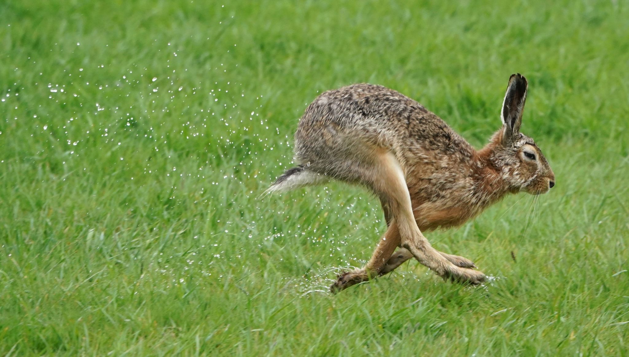 Rekordvermehrung bei Feldhasen in Deutschland