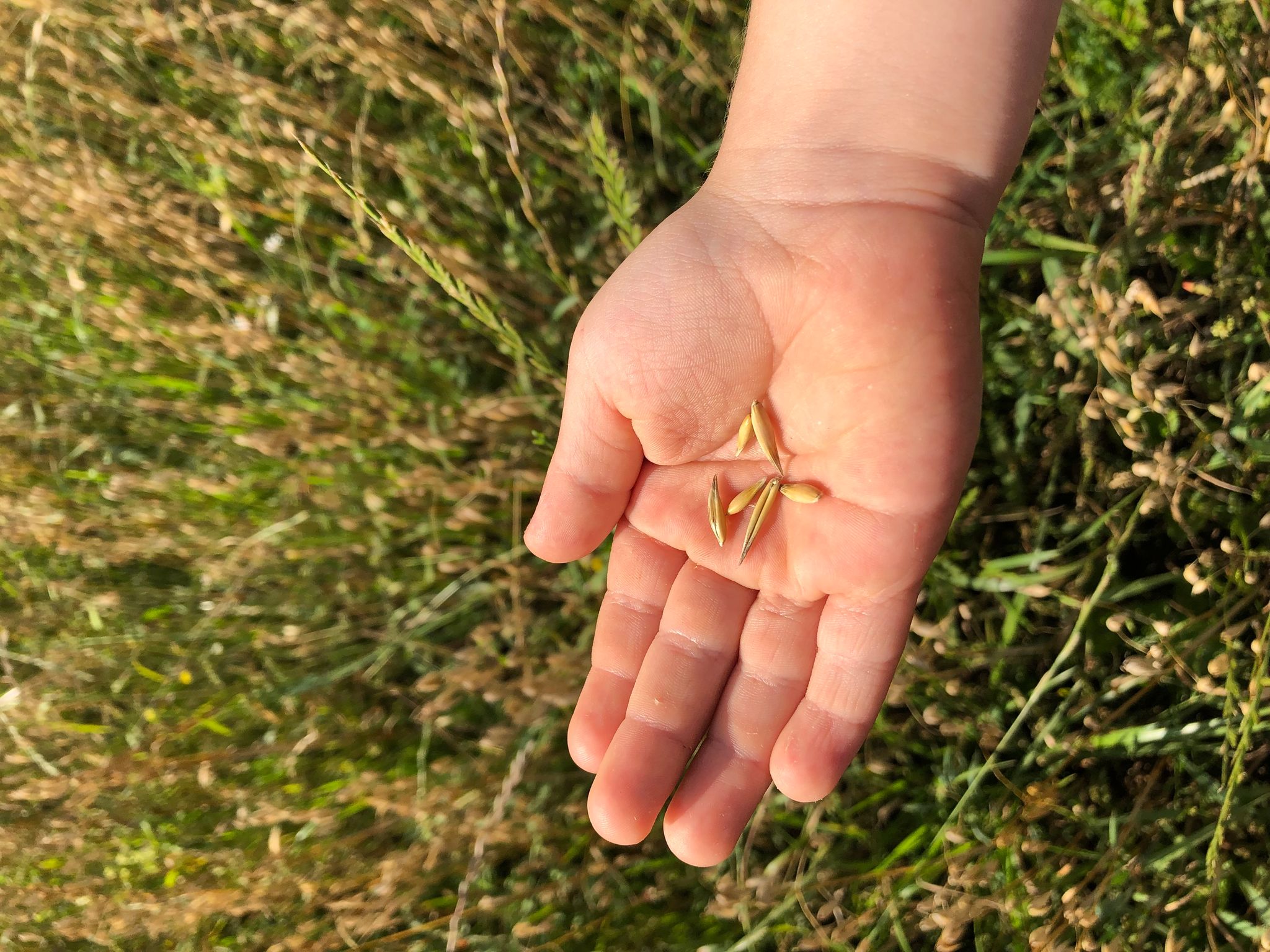 Haferanbau in Deutschland rückläufig, steigender Bedarf bei Mühlen