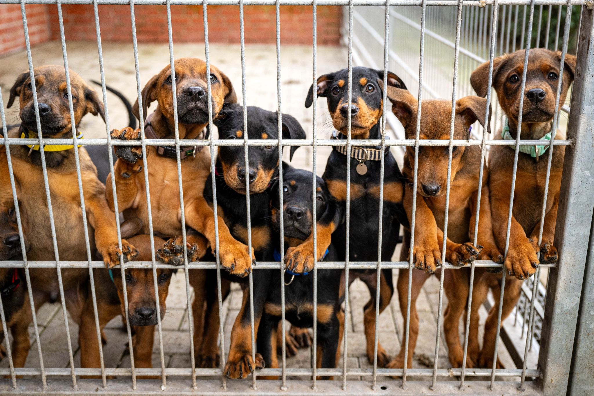 Tierschutz in Deutschland: Tierheime am Limit