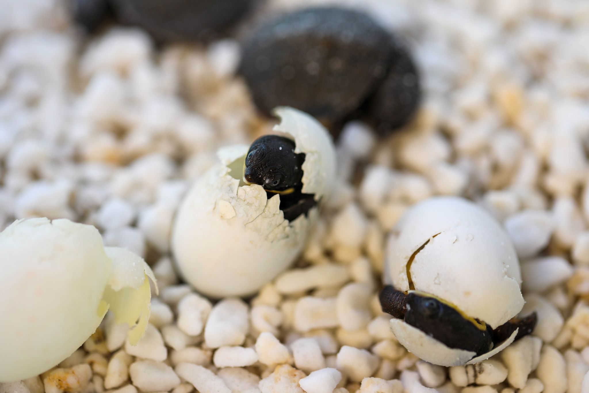 Australien feiert Ostern mit Schildkröteneiern