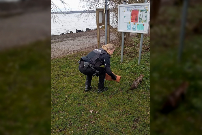 Eckernförde: Frecher Marder sorgt für Aufregung in Wohnung