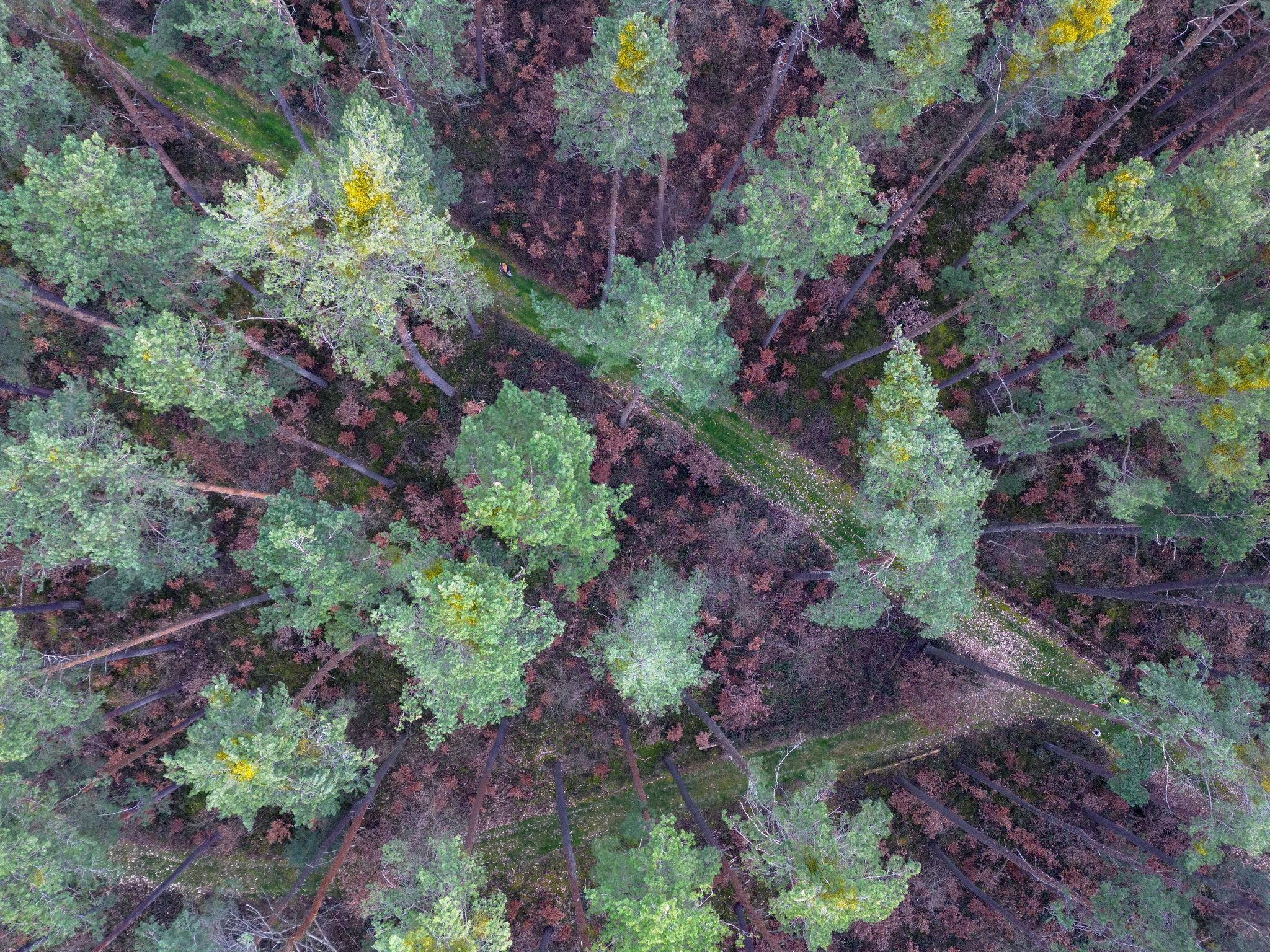 Zukunft der Wälder – umbauen, aber wie?