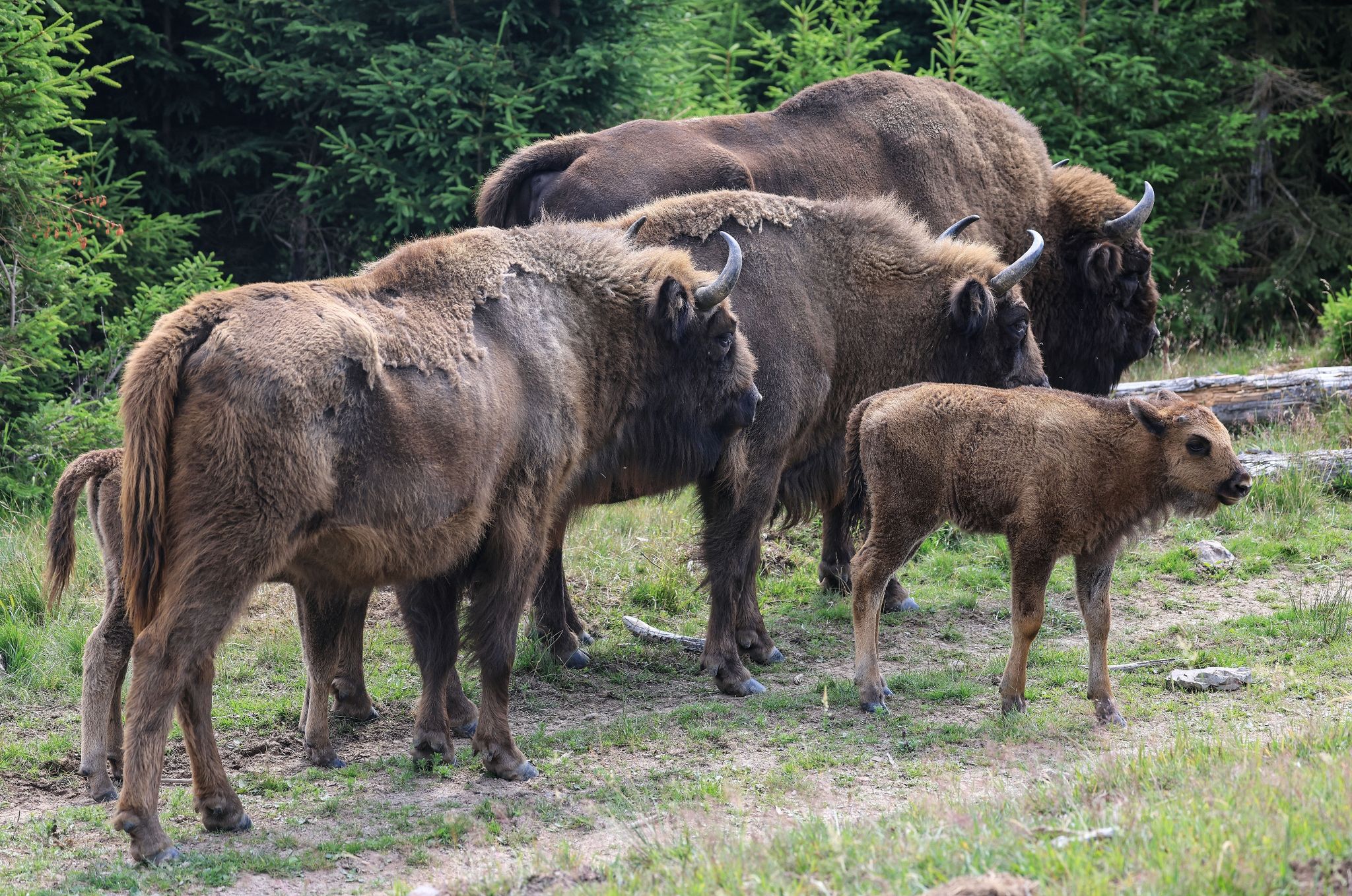 Düstere Aussichten für Deutschlands einzige Wisent-Herde
