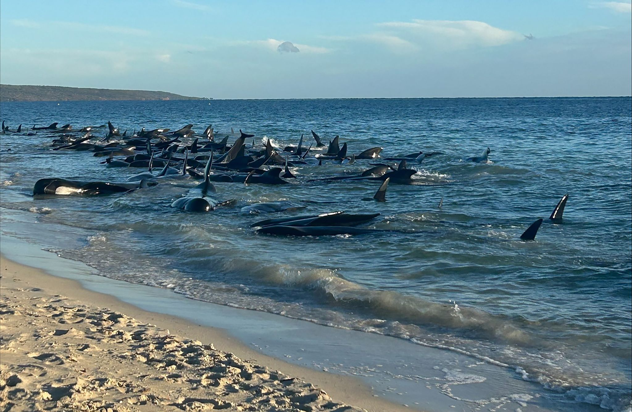 Grindwale gestrandet an australischem Strand