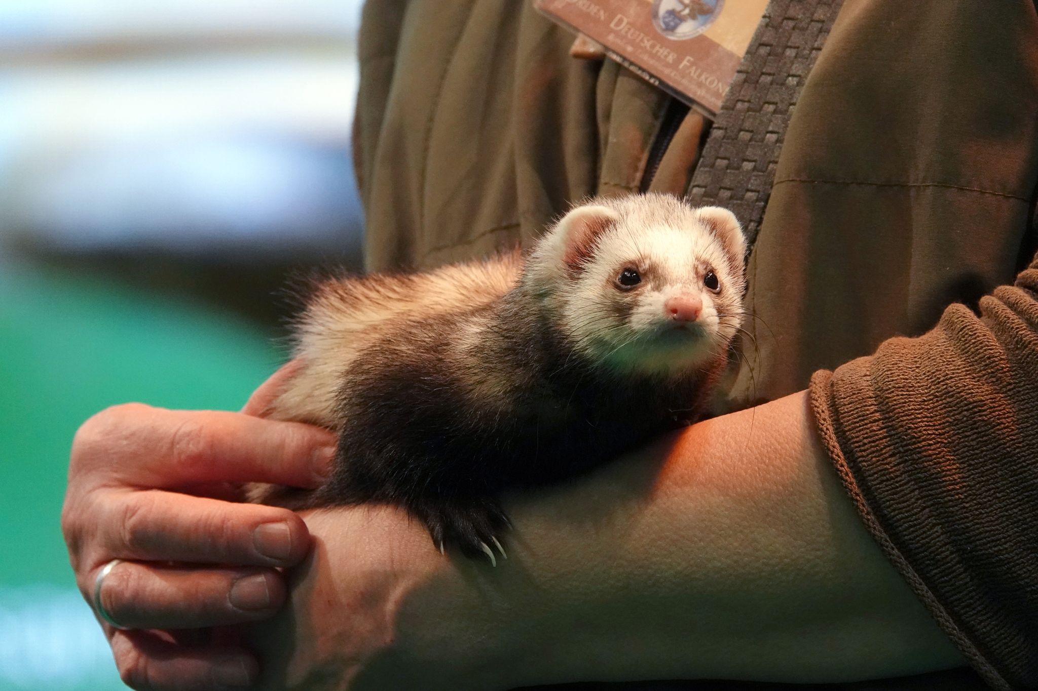 20 Tiere bei Einbruch getötet: Strafe für Kinder in London