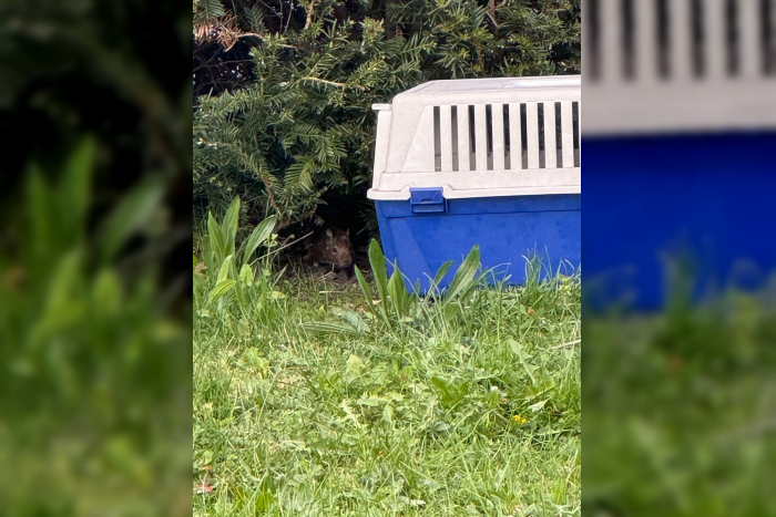 Degu “Diego” gefasst in Gießen