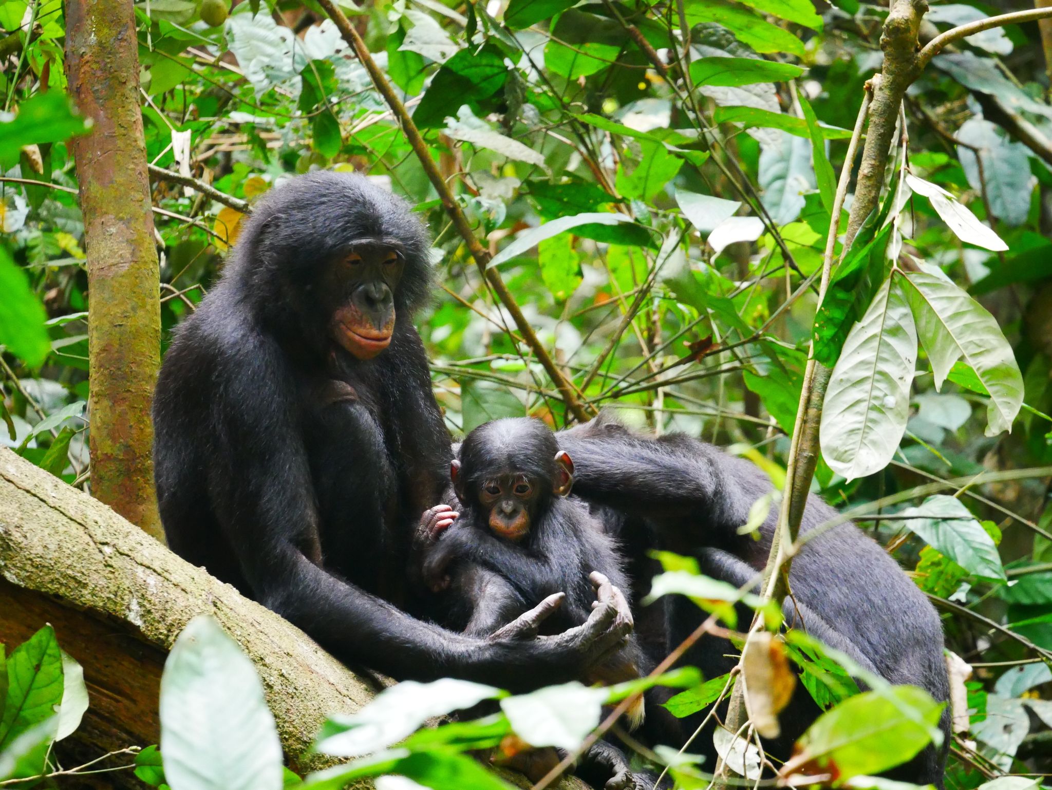 Bonobo-Männchen sind aggressiver als gedacht
