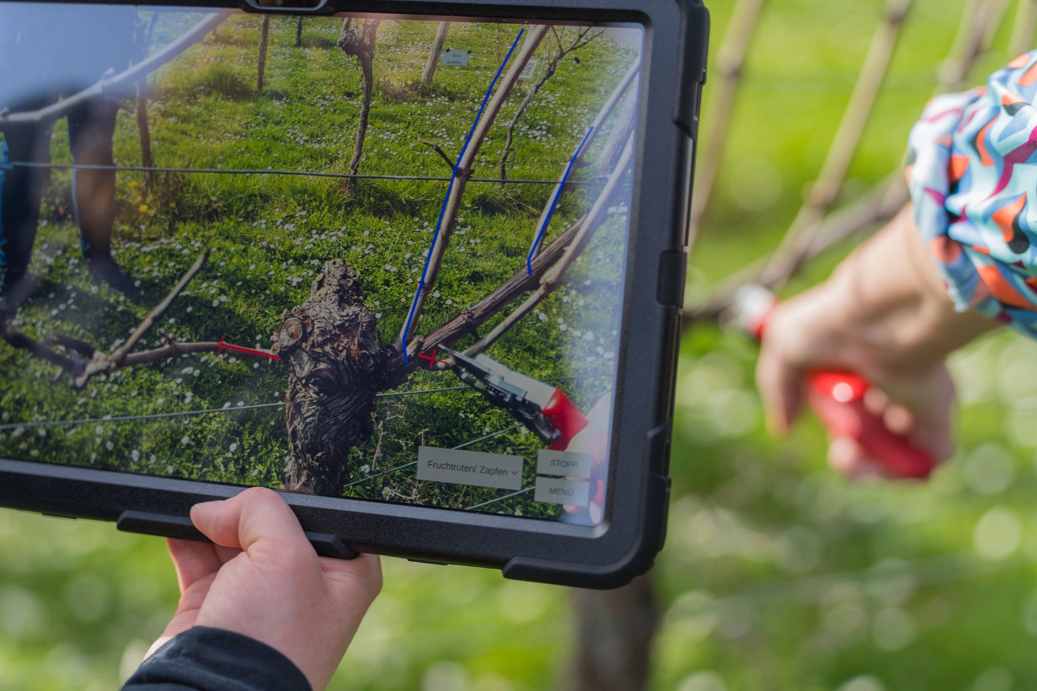 Revolution im Weinbau: KI unterstützter Rebschnitt
