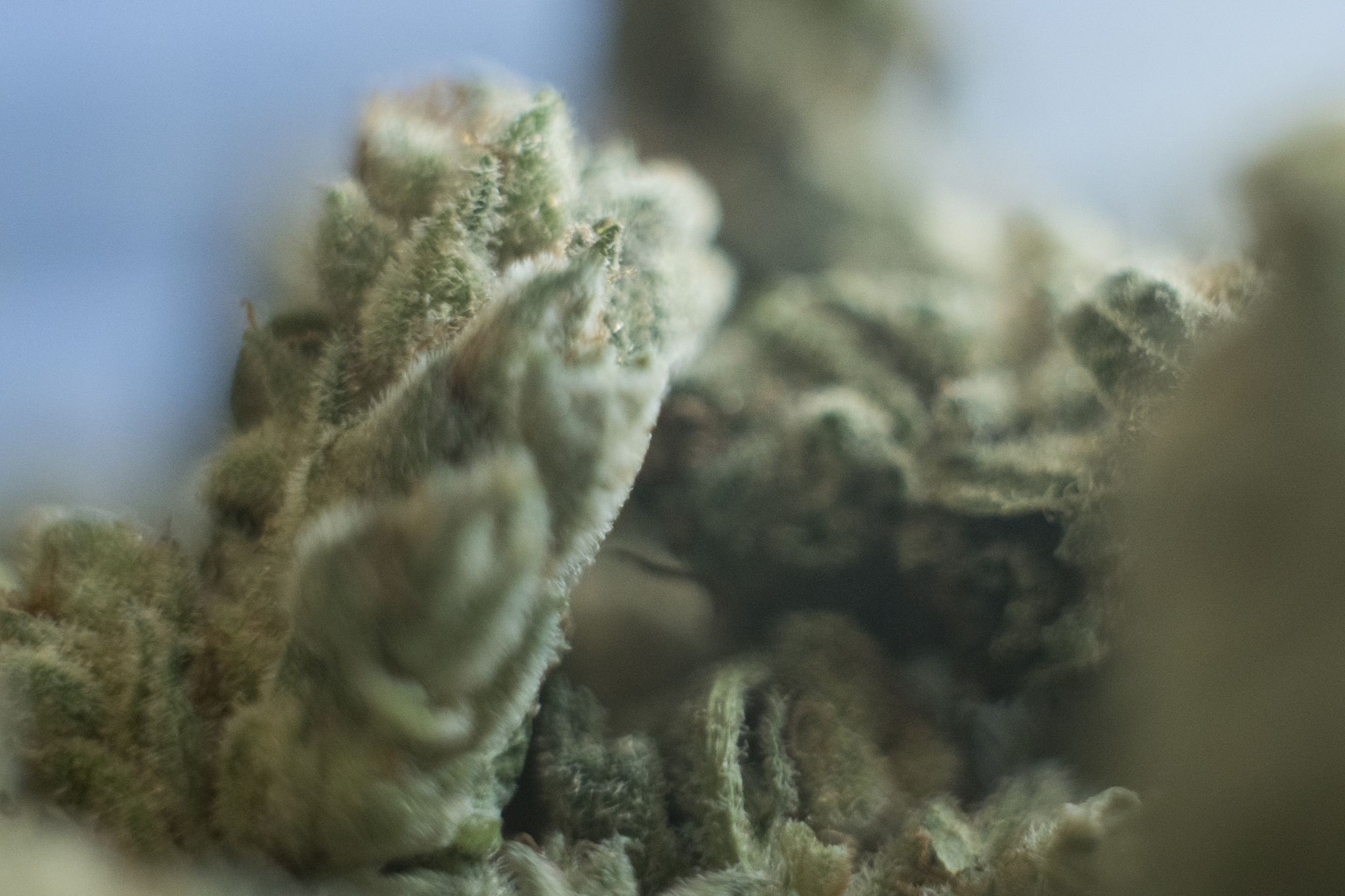 Kritik an Erhöhung der Cannabis-Grenzwerte im Verkehr