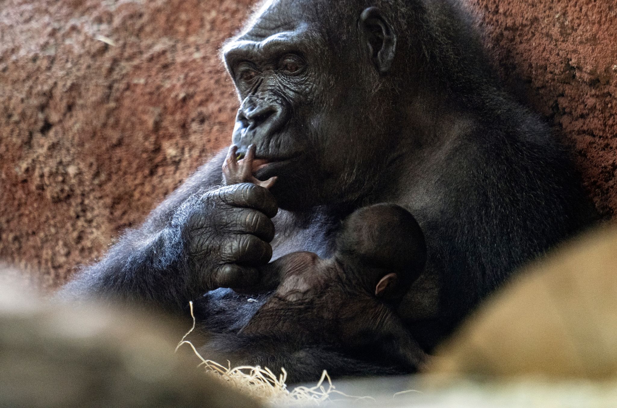 Erneut Gorilla-Baby im Prager Zoo geboren
