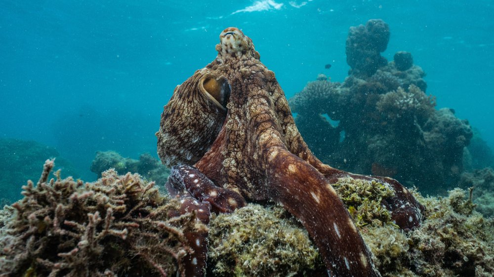 Earth Day: Neue Dokus über die geheimnisvolle Welt der Oktopusse und Tiger