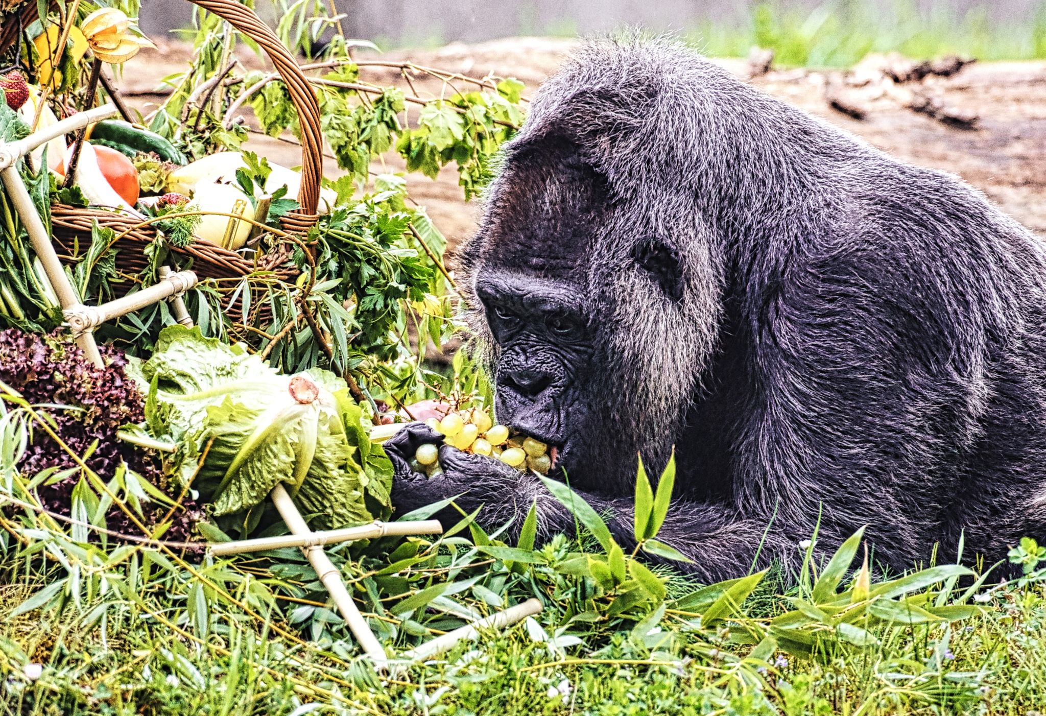 Gorilla-Dame Fatou feiert 67. Geburtstag im Berliner Zoo