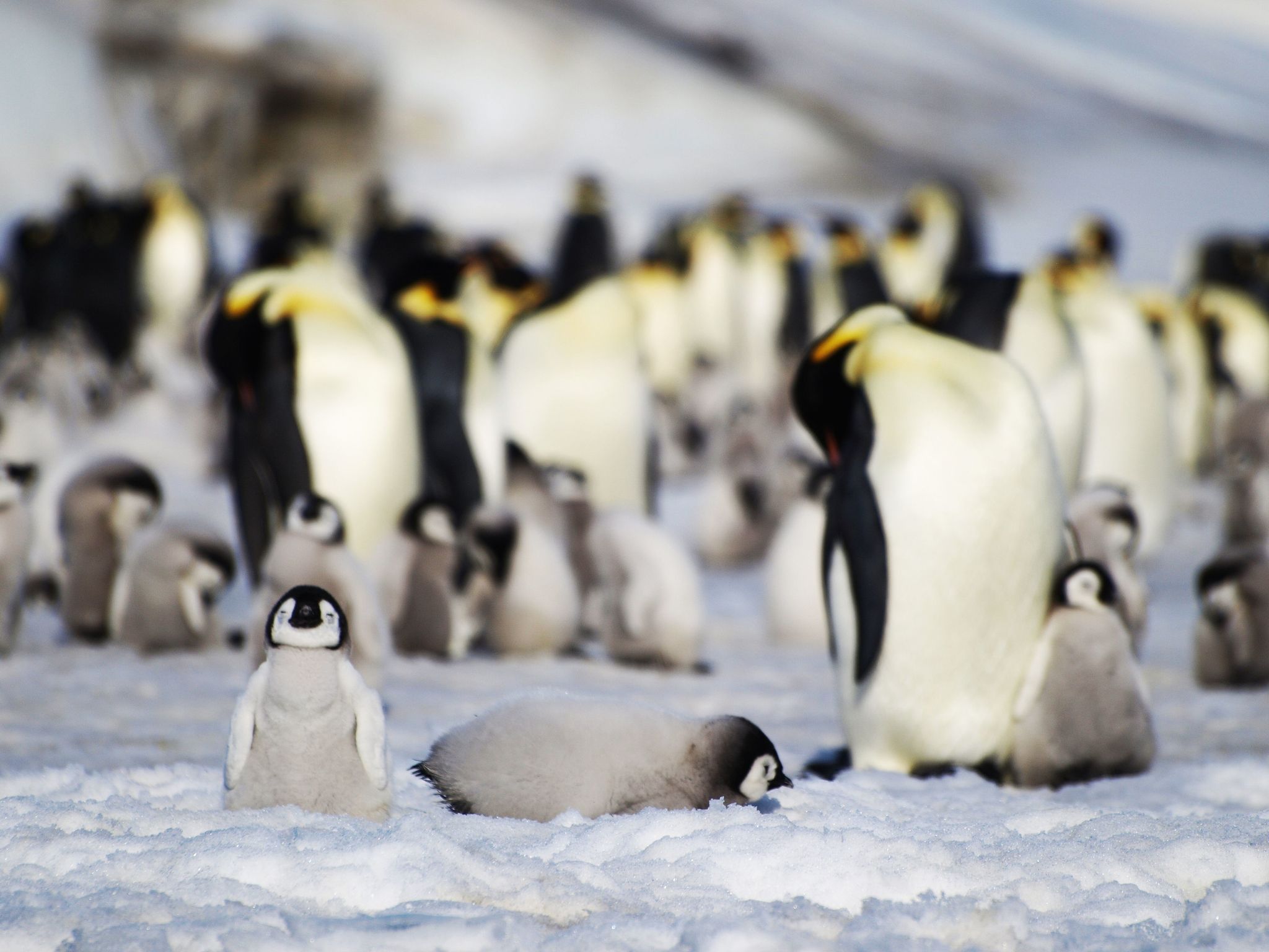 Antarktis: Tausende Pinguin-Küken sterben durch Eisschmelze