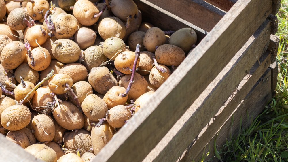 Keimende Zwiebeln, Kartoffeln, Knoblauch und Tomaten: Was tun?