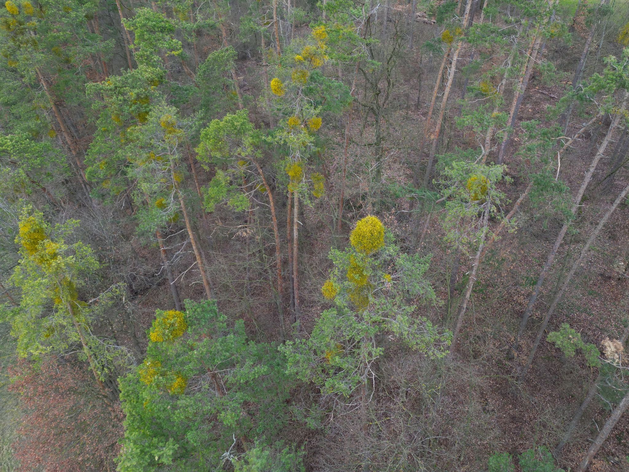 Misteln auf dem Vormarsch: Befall von Kiefern und Laubbäumen