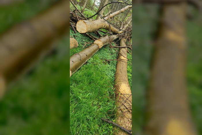 Bad Segeberg: Holzdiebstahl im Naturwald Borsteler, Polizei sucht Zeugen