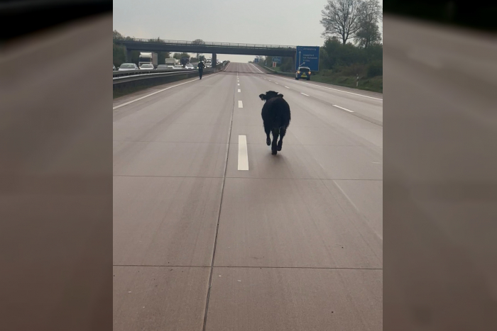 Ratzeburg: Verkehrschaos durch Jungbullen auf der A1