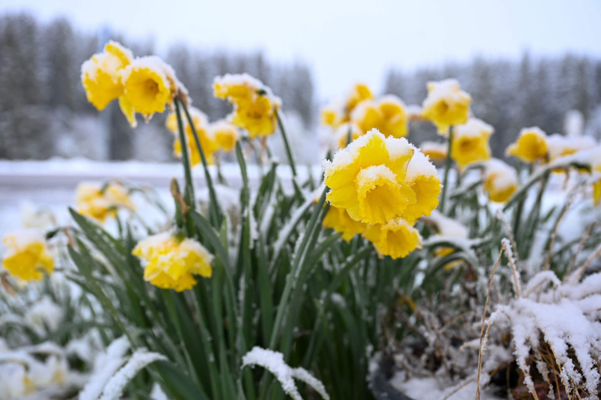 Spätes Winterwetter in Teilen von Deutschland