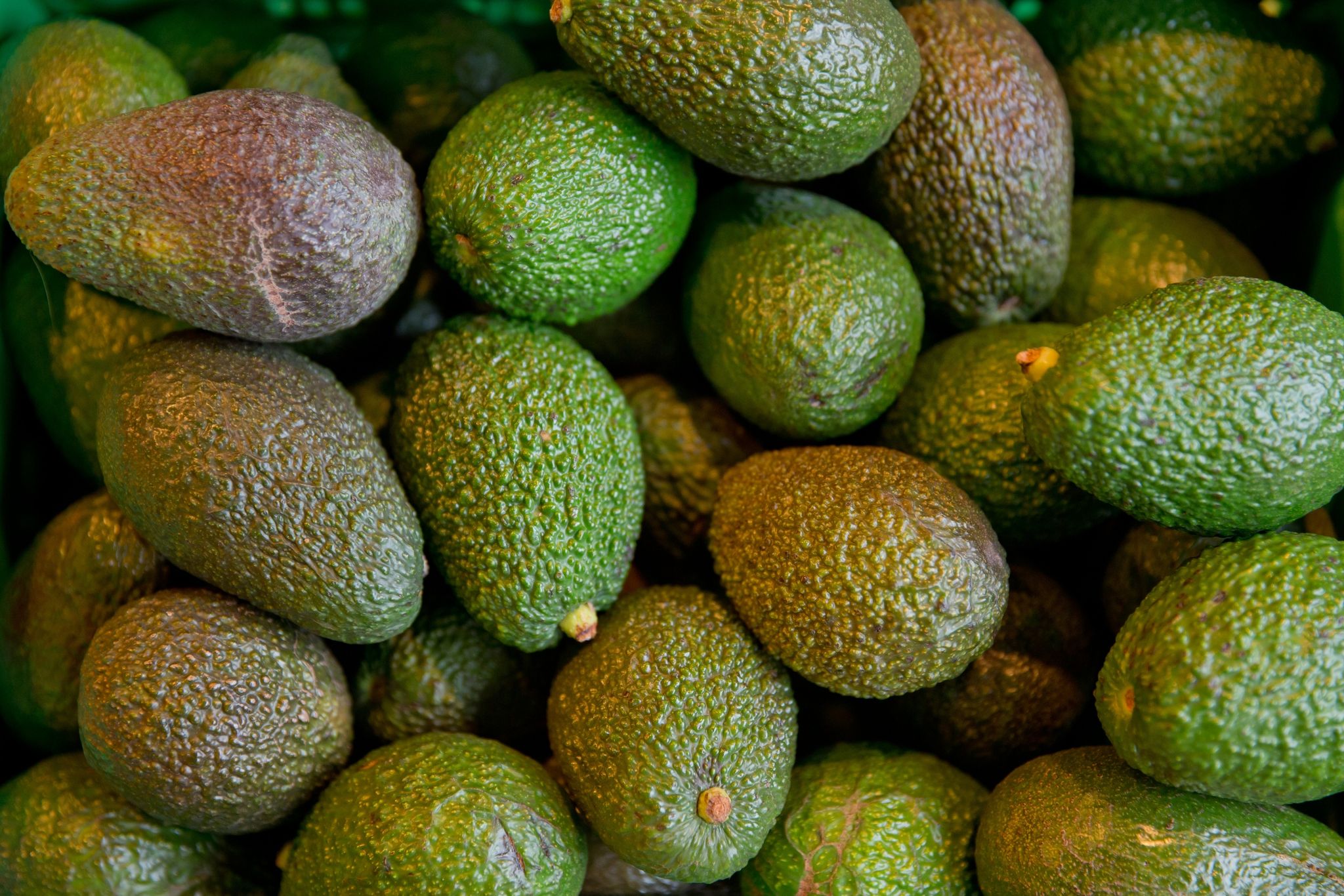 Umstrittene Superfrucht – Avocado-Boom in Deutschland
