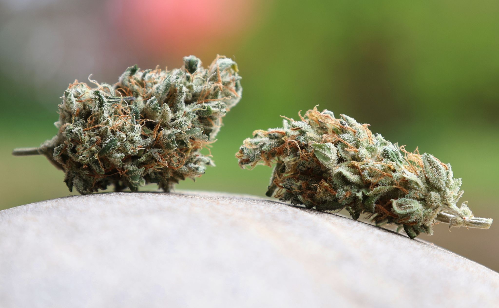 Cannabis-Gesetz: Unions-Justizminister verlangen Änderungen