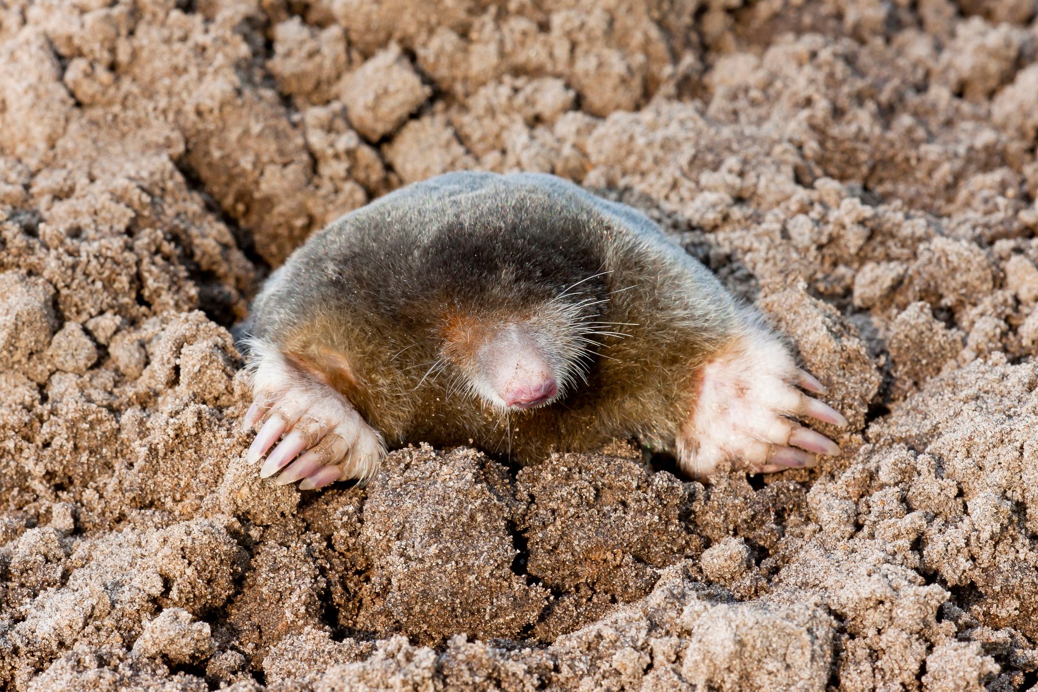 Zählaktion für Maulwürfe und Igel gestartet