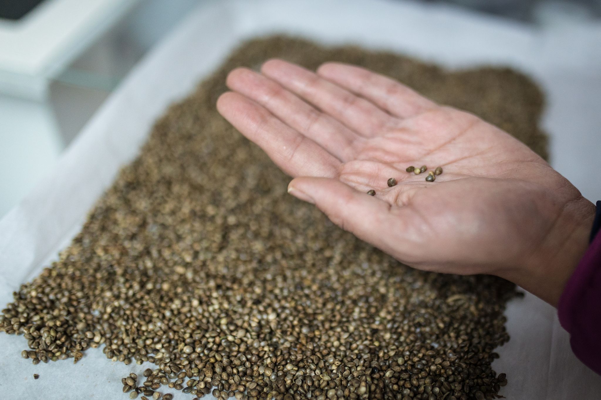 Wie viele Erwachsene haben sich Cannabis-Samen gekauft?