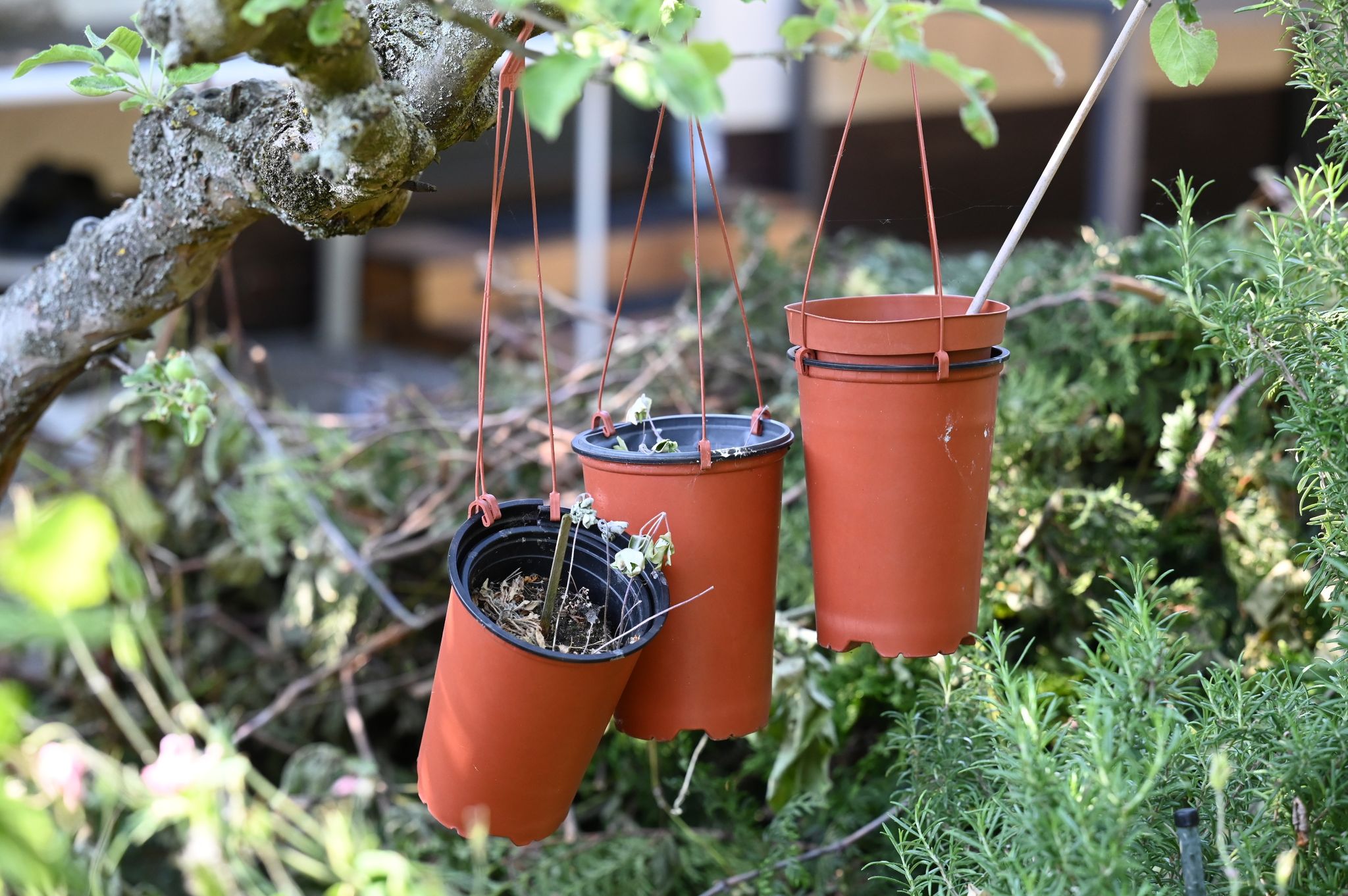 Ministerium: Kein Cannabis-Anbau im Kleingarten