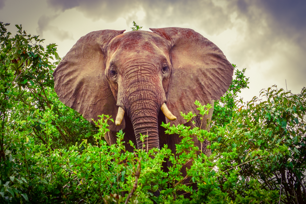 TV-Moderator stirbt bei Elefanten-Angriff