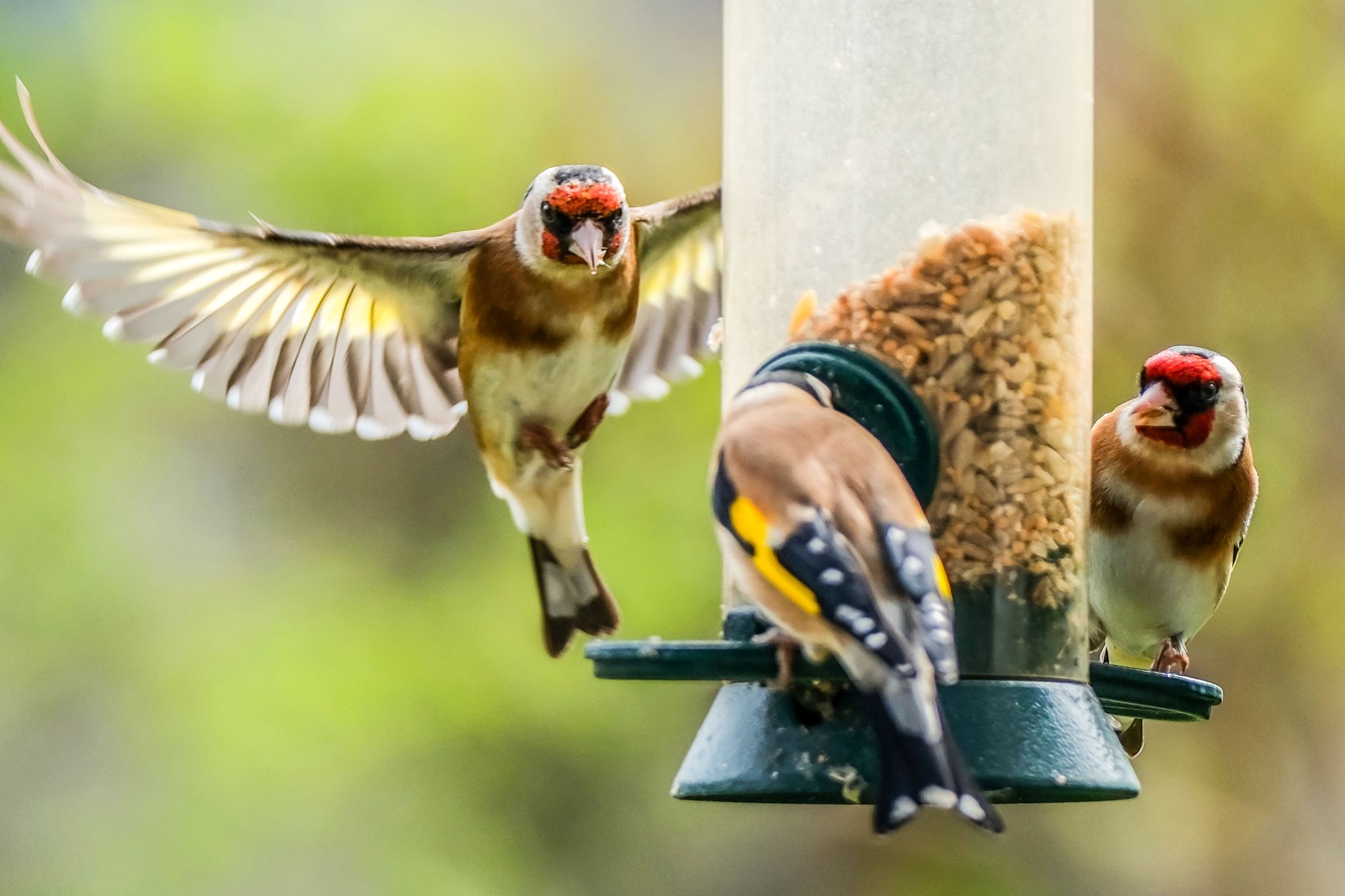 «Stunde der Gartenvögel» – Bevölkerung soll Vögel zählen