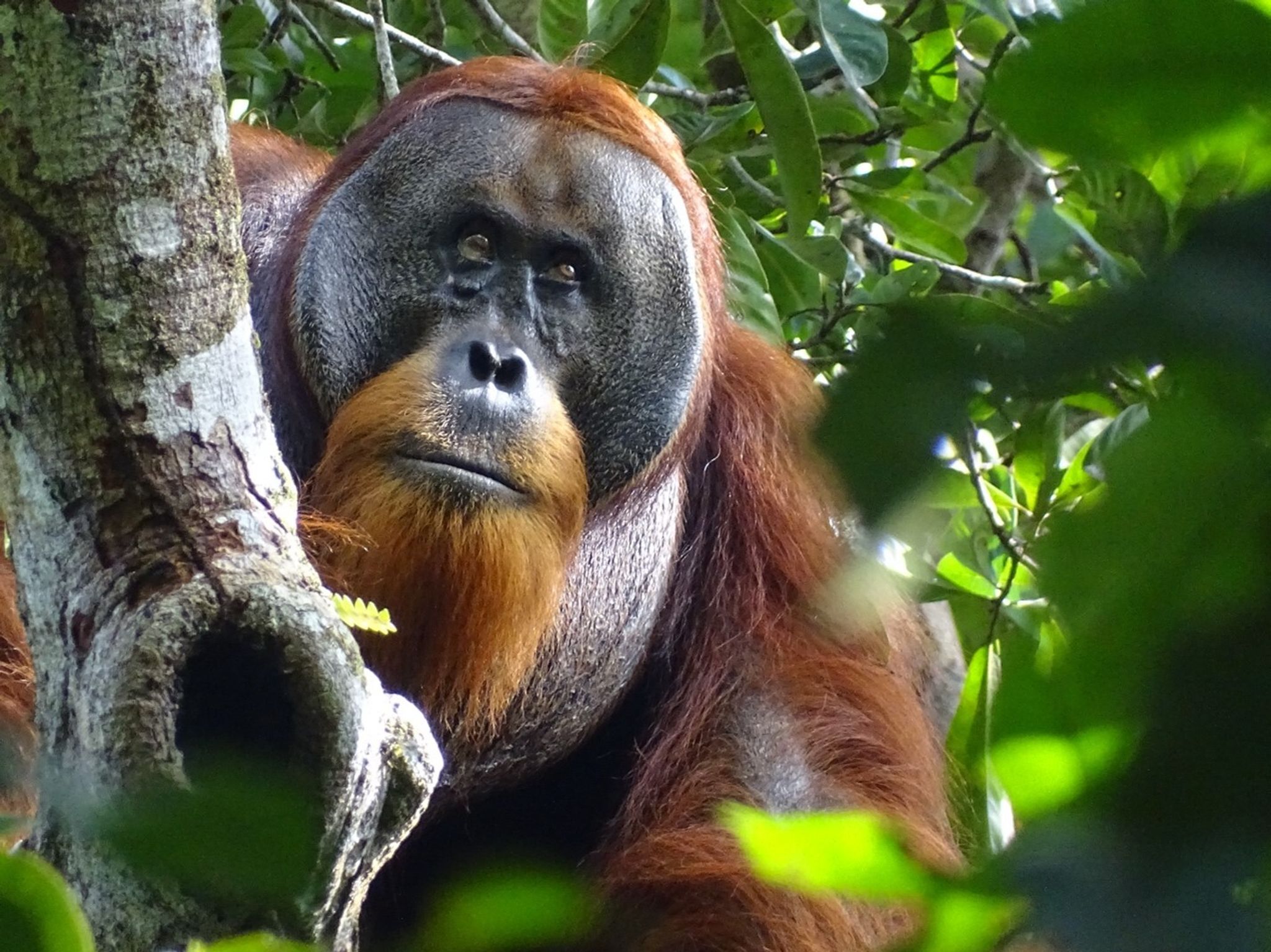 Studie: Orang-Utan heilt Wunde aktiv mit einer Pflanze