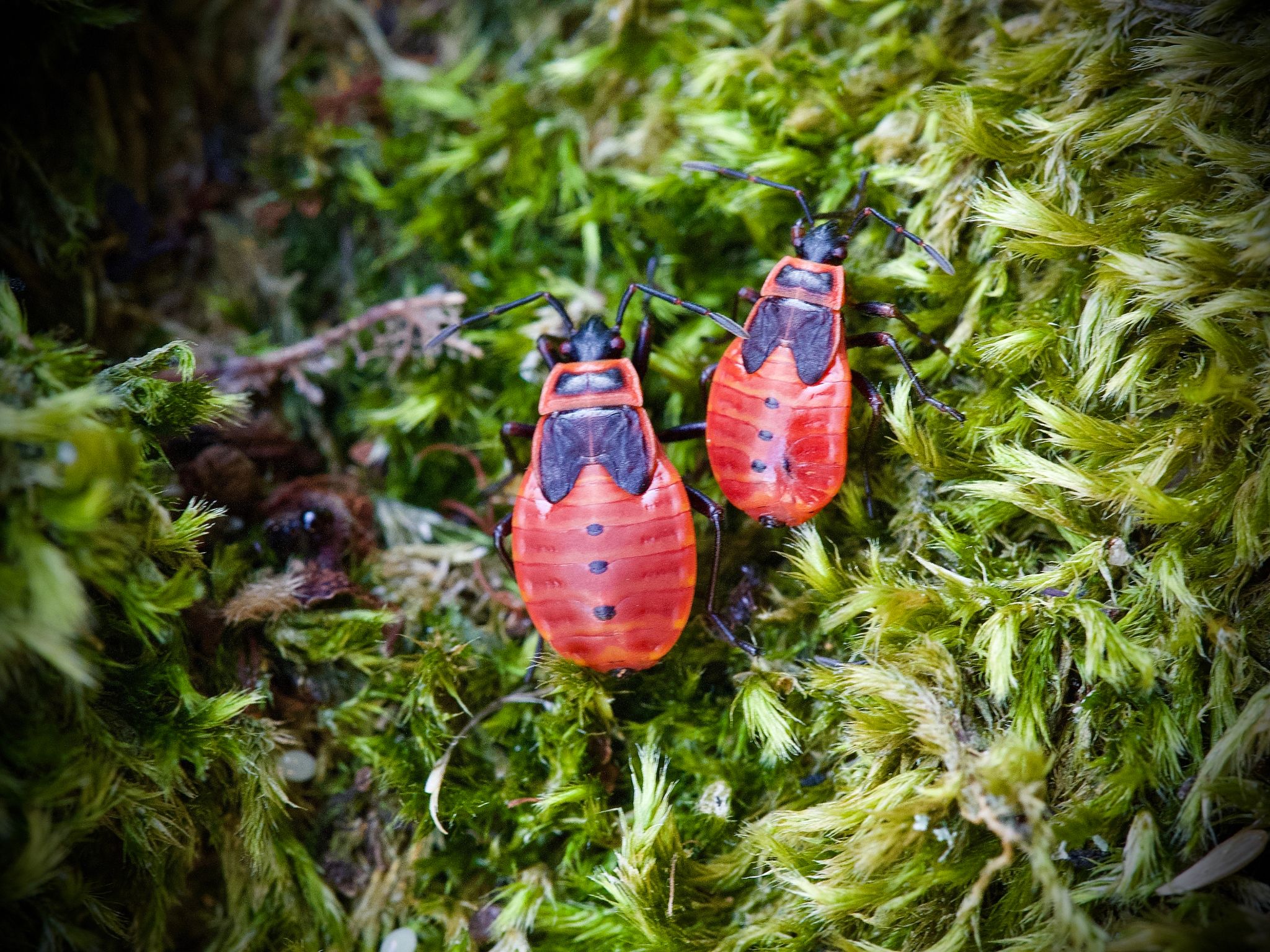 Mitmachaktion «Insektensommer» – Feuerwanze im Fokus