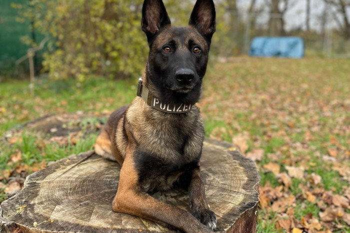 Zwei Einbrecher festgenommen: Diensthund Loki stöbert mit doppeltem Haftbefehl gesuchten 34-Jährigen in Tiefgarage auf