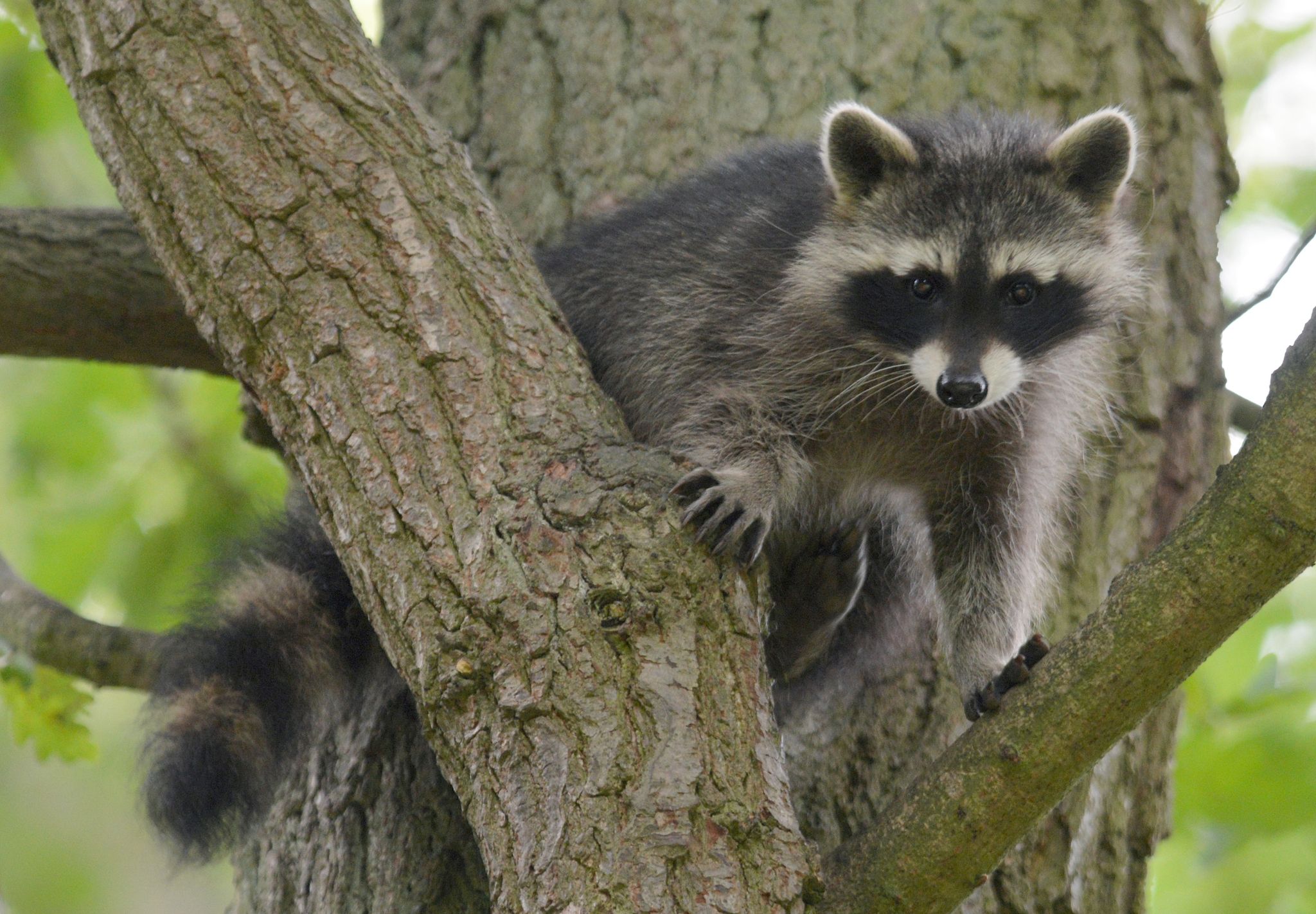 Waschbären sind Gefahr für heimische Fauna