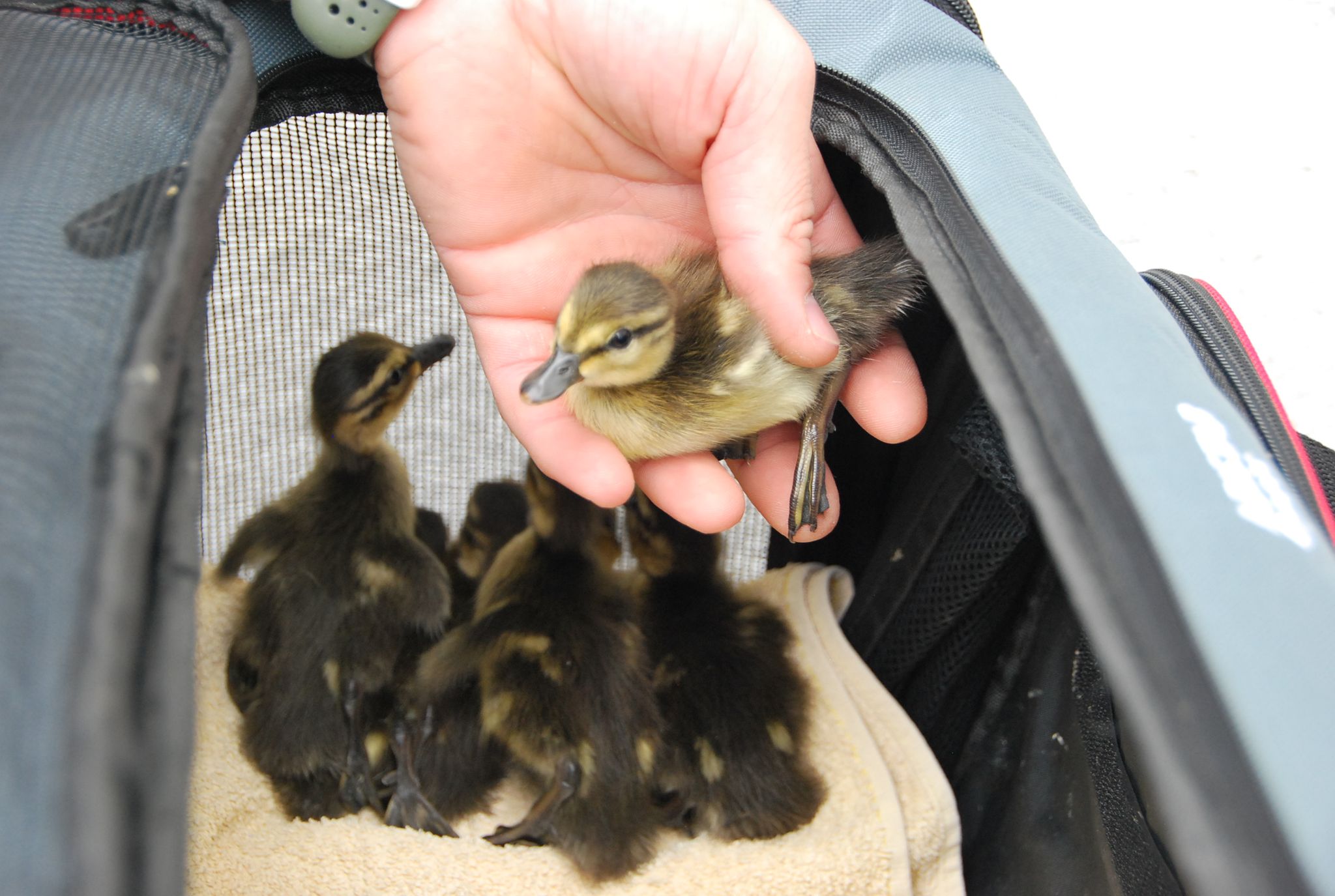 Umzugshilfe für Großstadt-Enten und ihre Küken