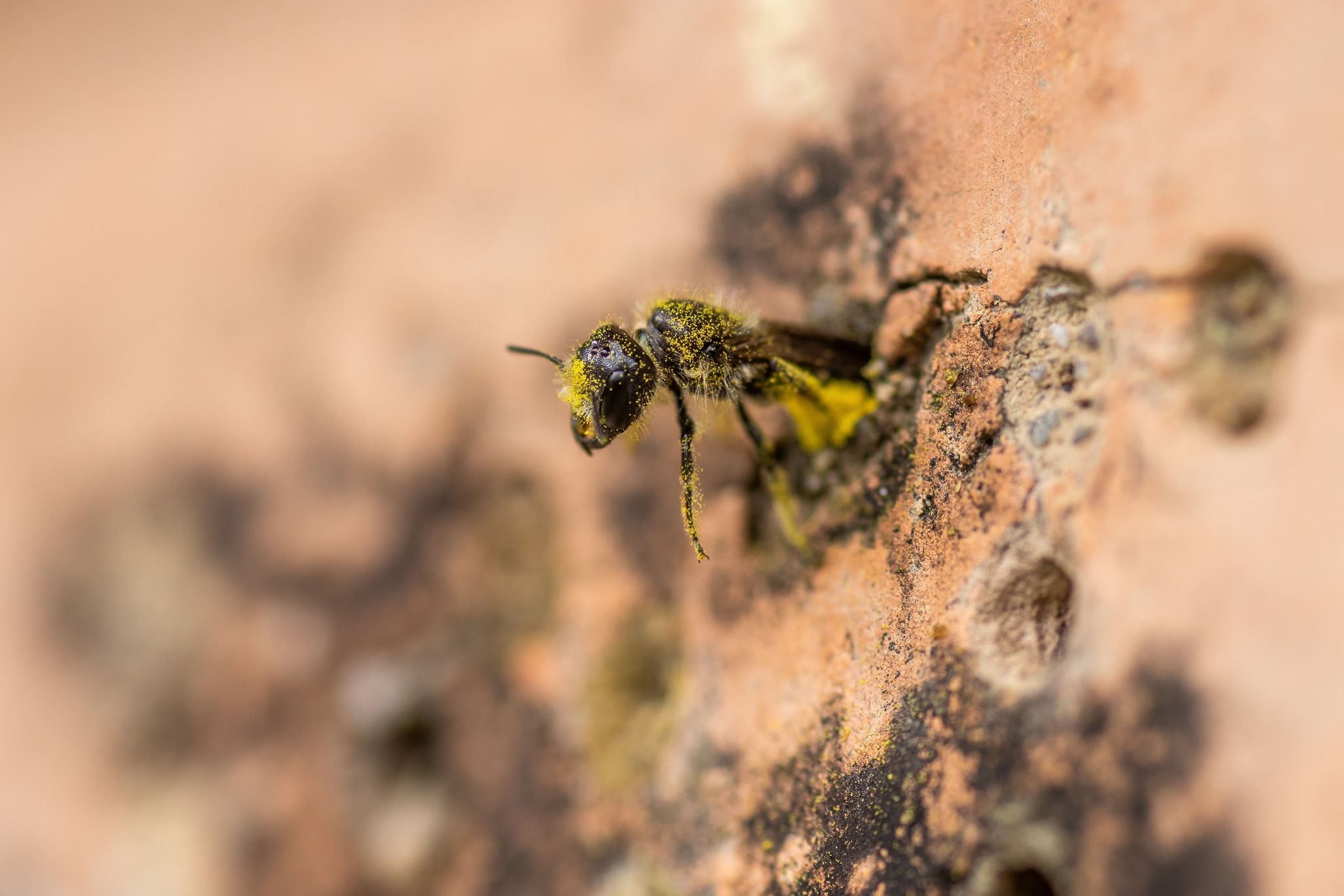 Wildbienen: Schutz für bedrohte Arten dringend notwendig