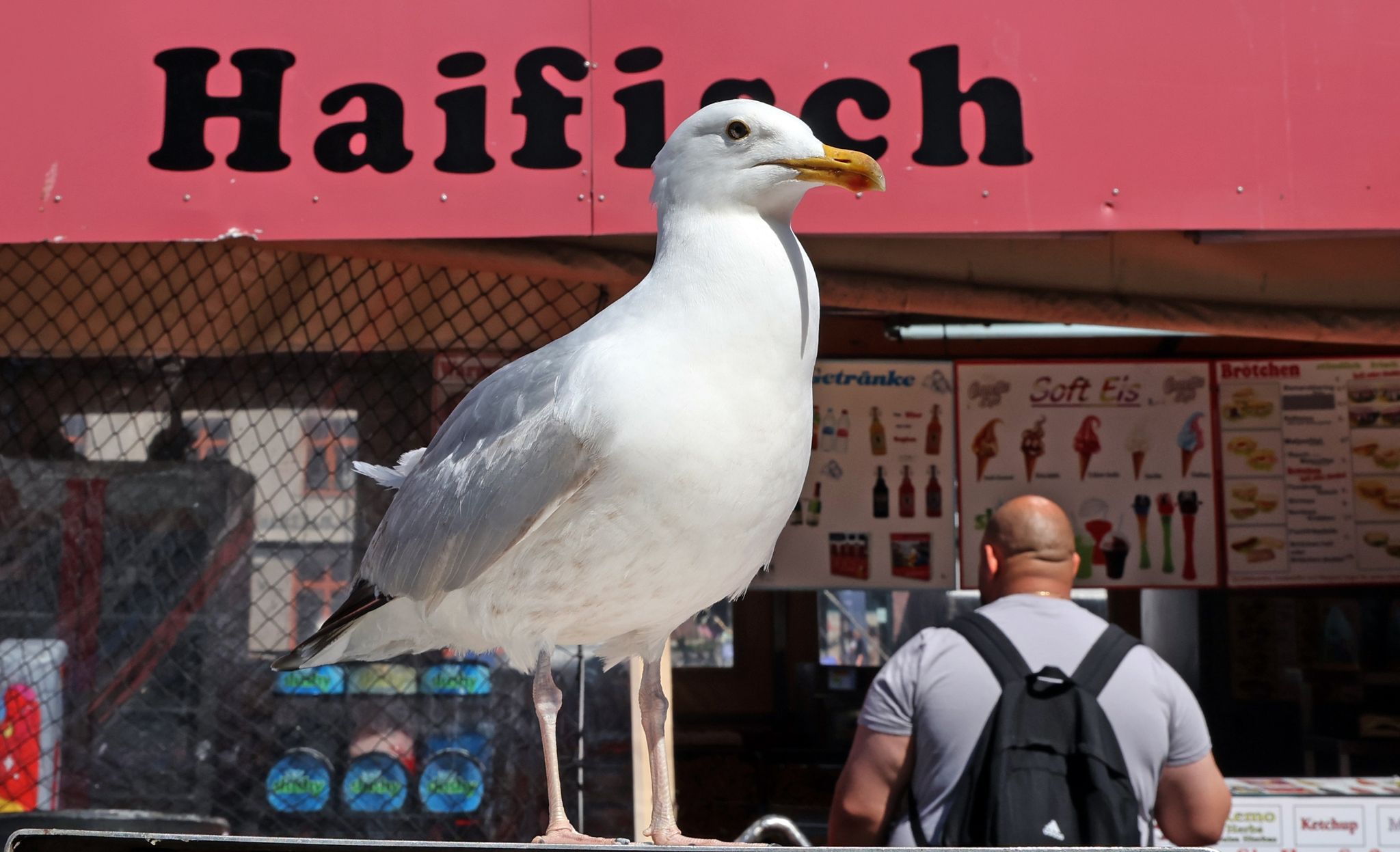 An der Küste gilt vielerorts ein Fütterungsverbot für Möwen